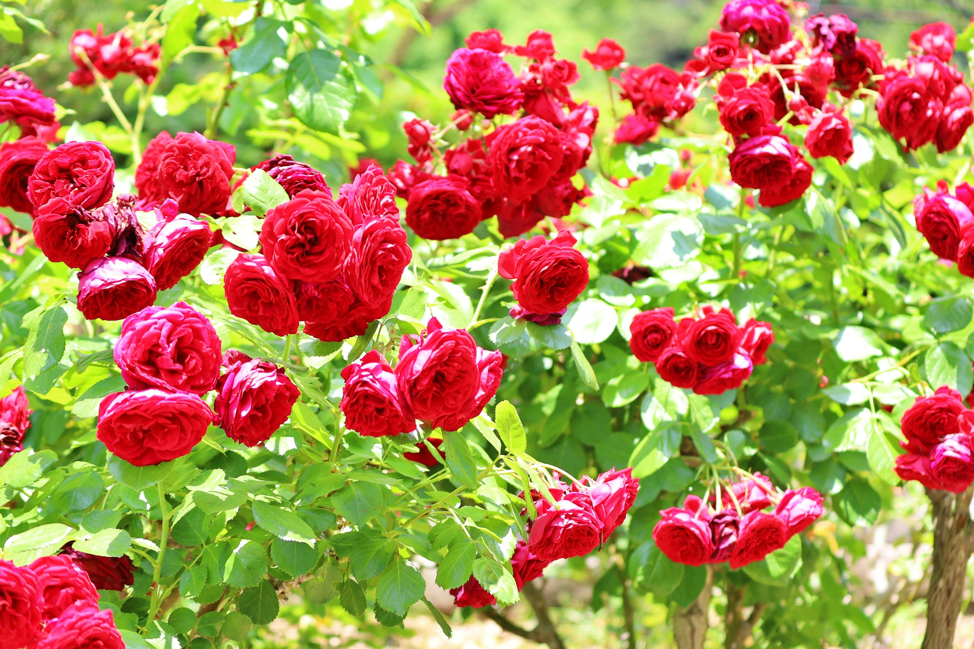 Mawar merah cerah mekar di taman