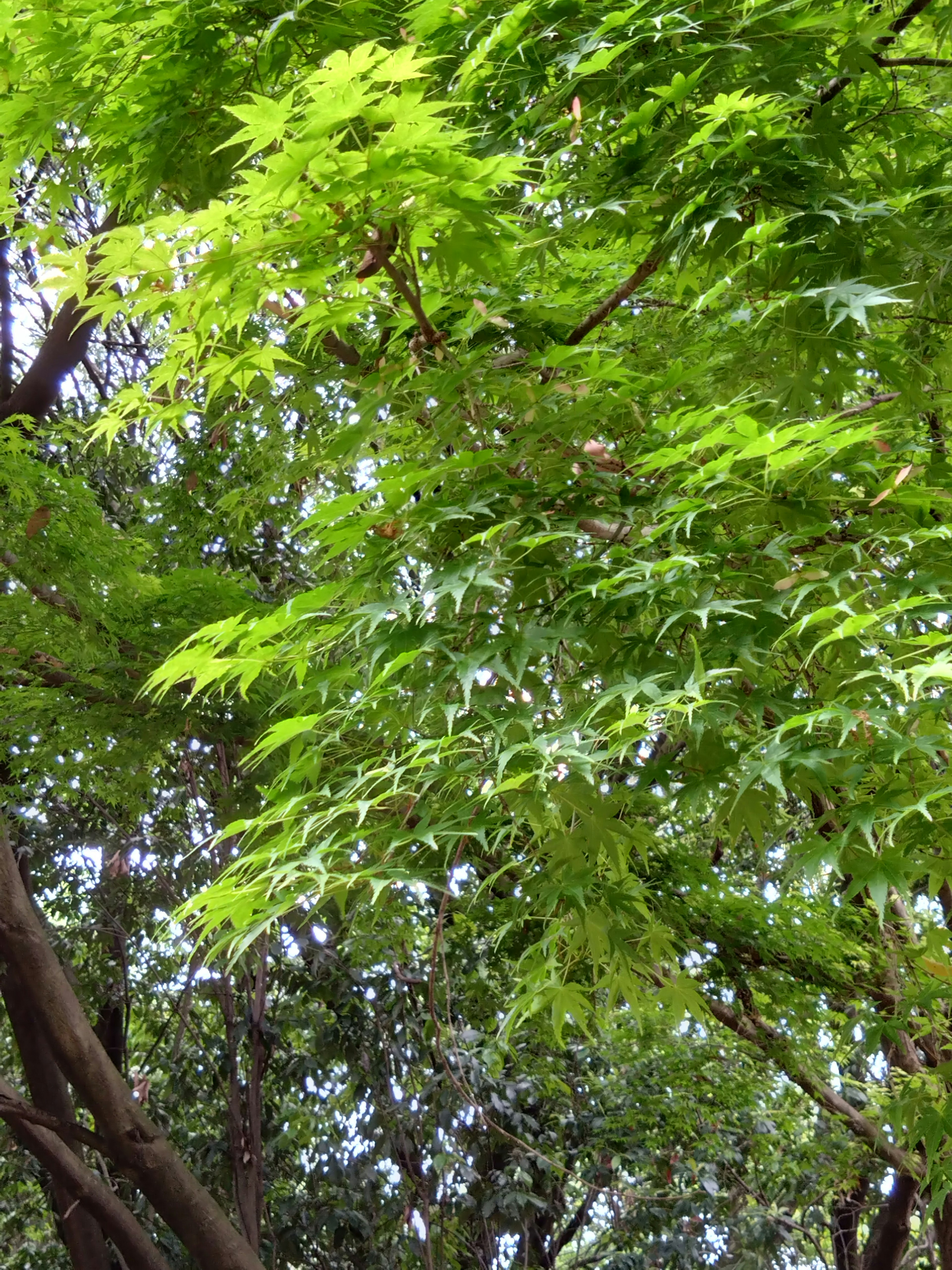 Hojas verdes exuberantes de un árbol con un fondo borroso