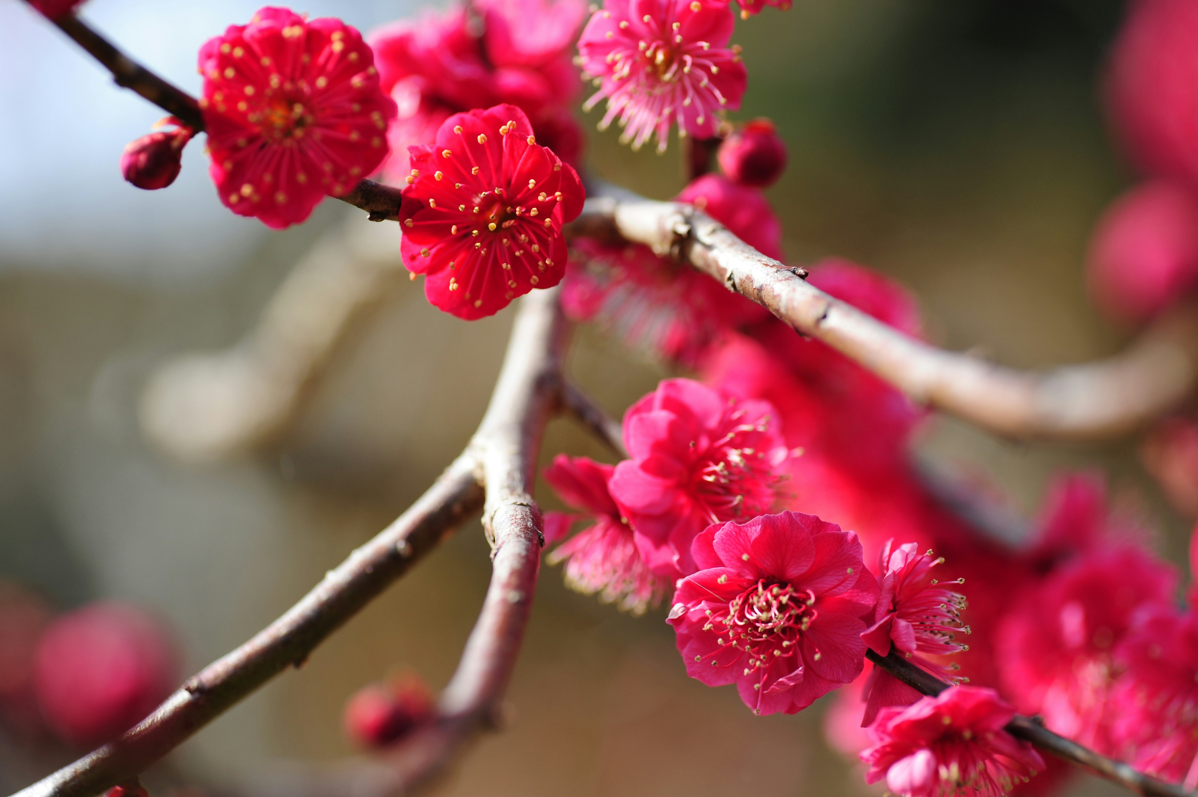 鮮やかなピンクの花が咲く梅の枝のクローズアップ