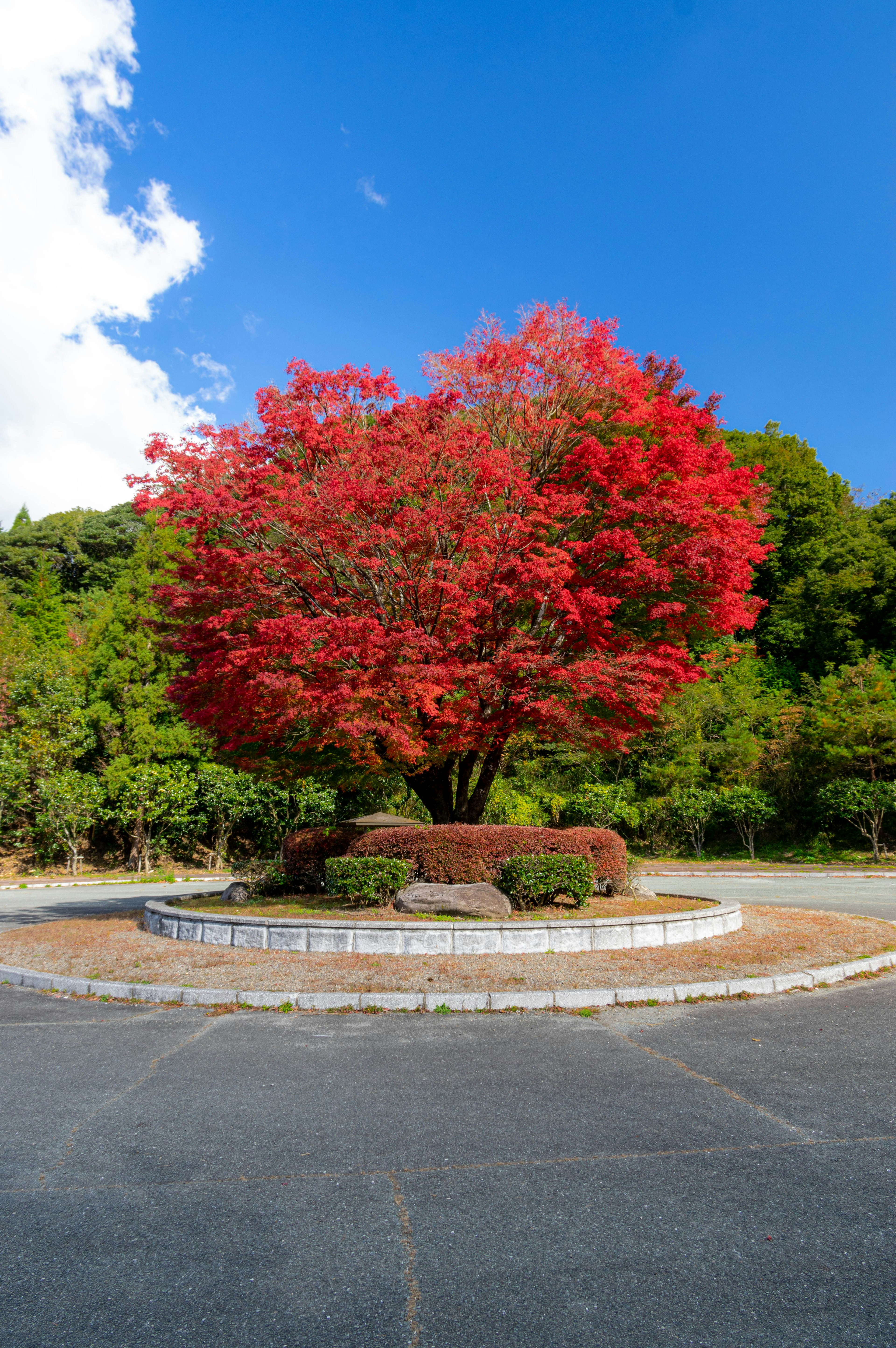 Ein großer Baum mit lebhaften roten Blättern steht im Zentrum einer schönen Landschaft