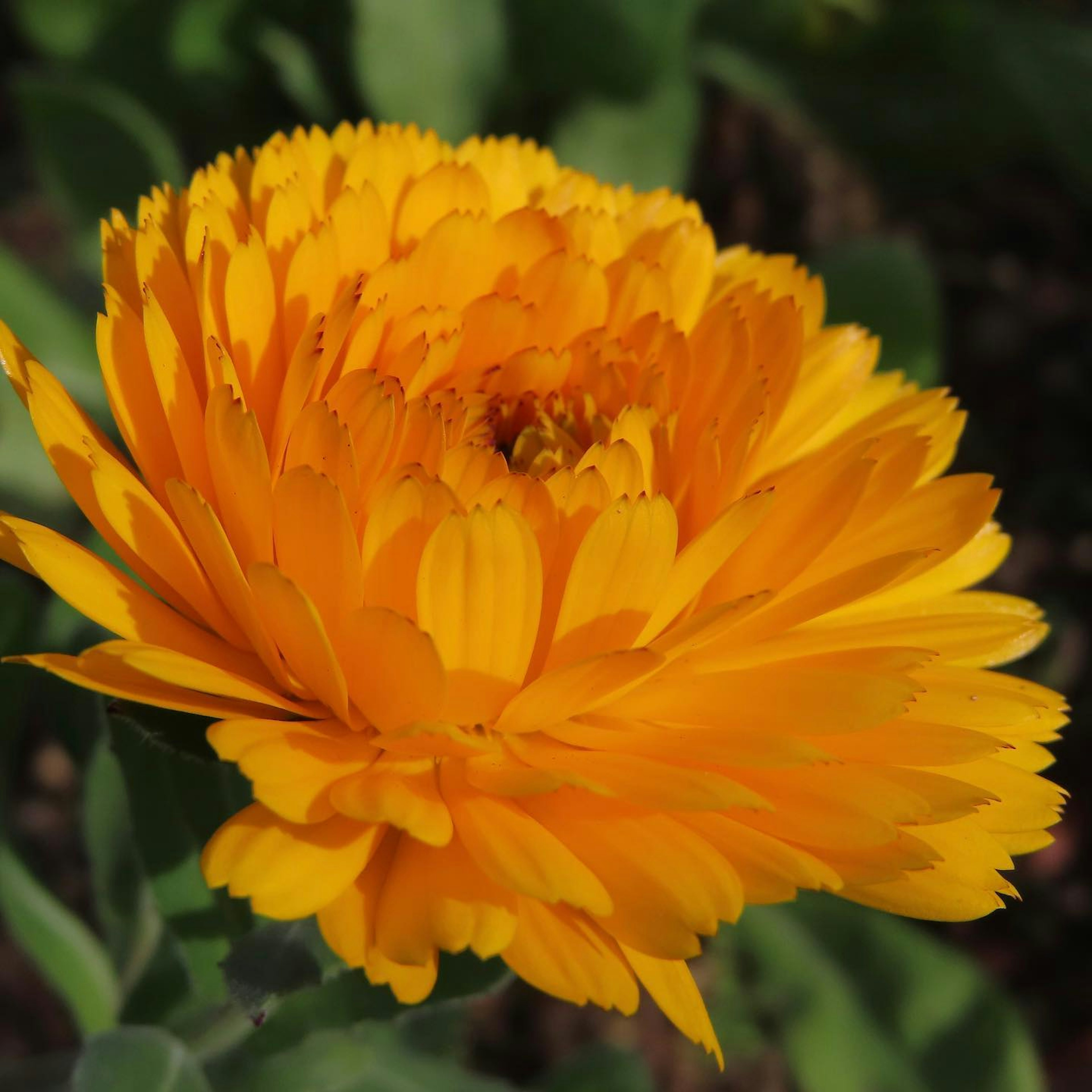 Lebendige orange Blume in voller Blüte