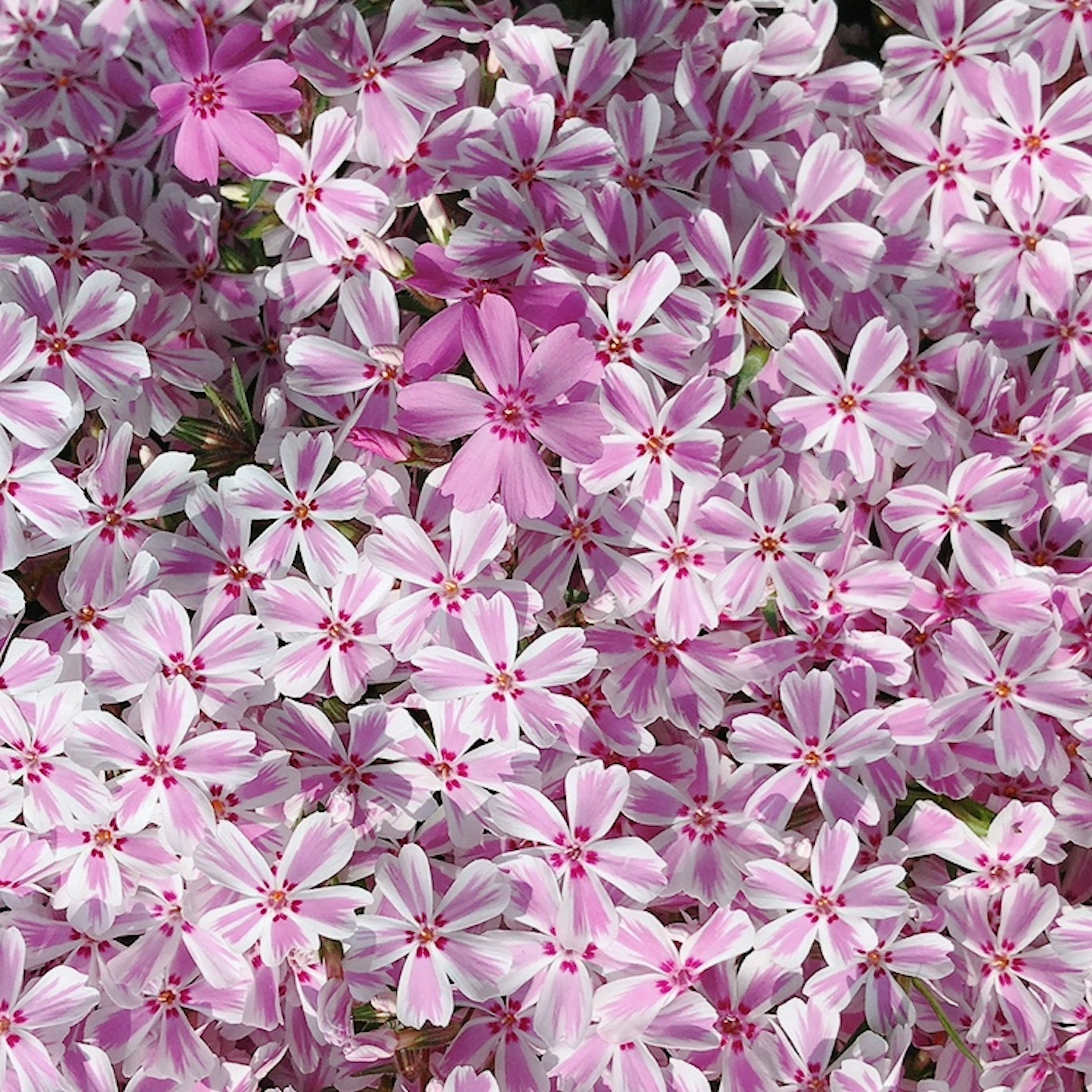 薄紫色の花が満開の風景