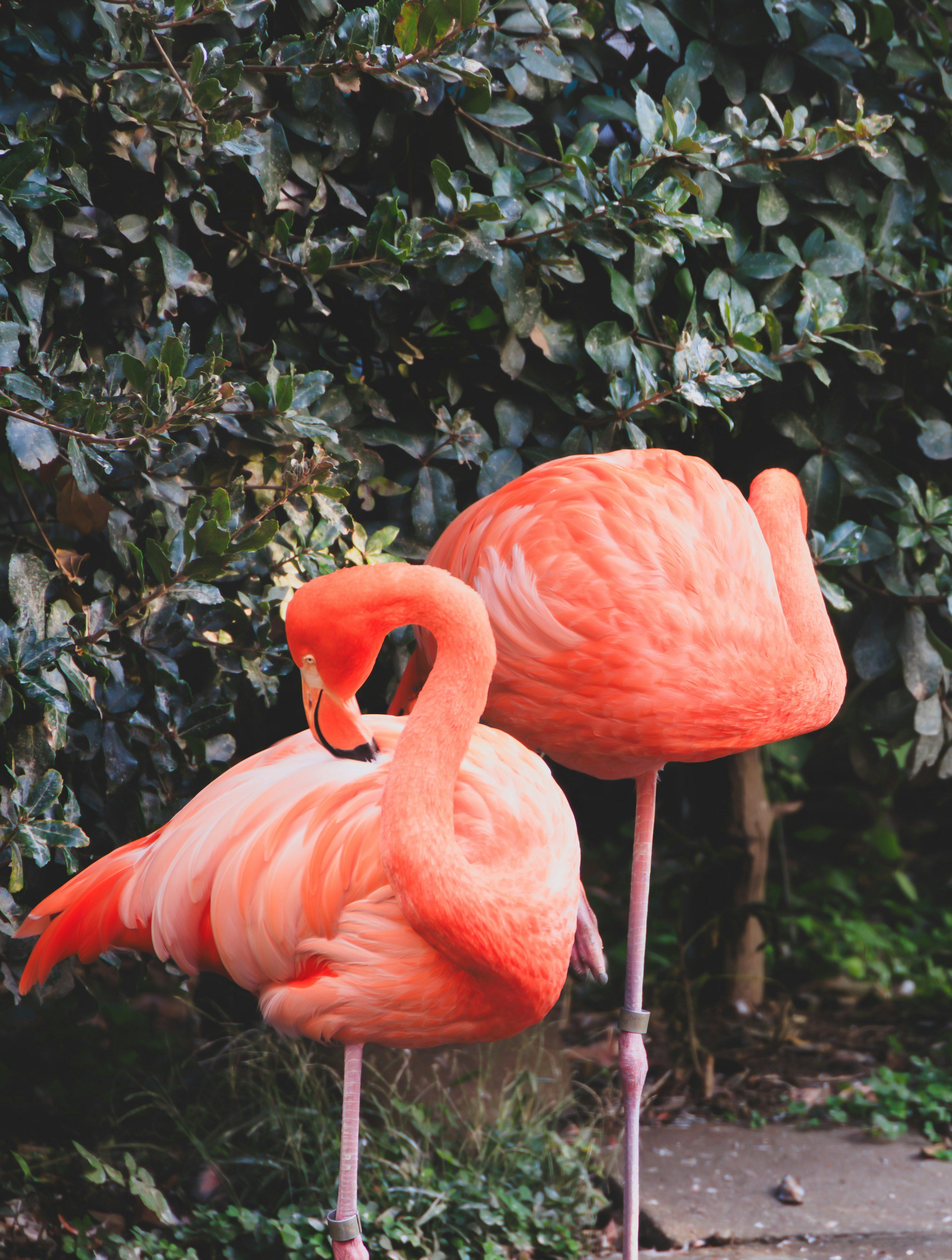 Dos flamencos de pie con plumas naranjas vibrantes contra un fondo verde