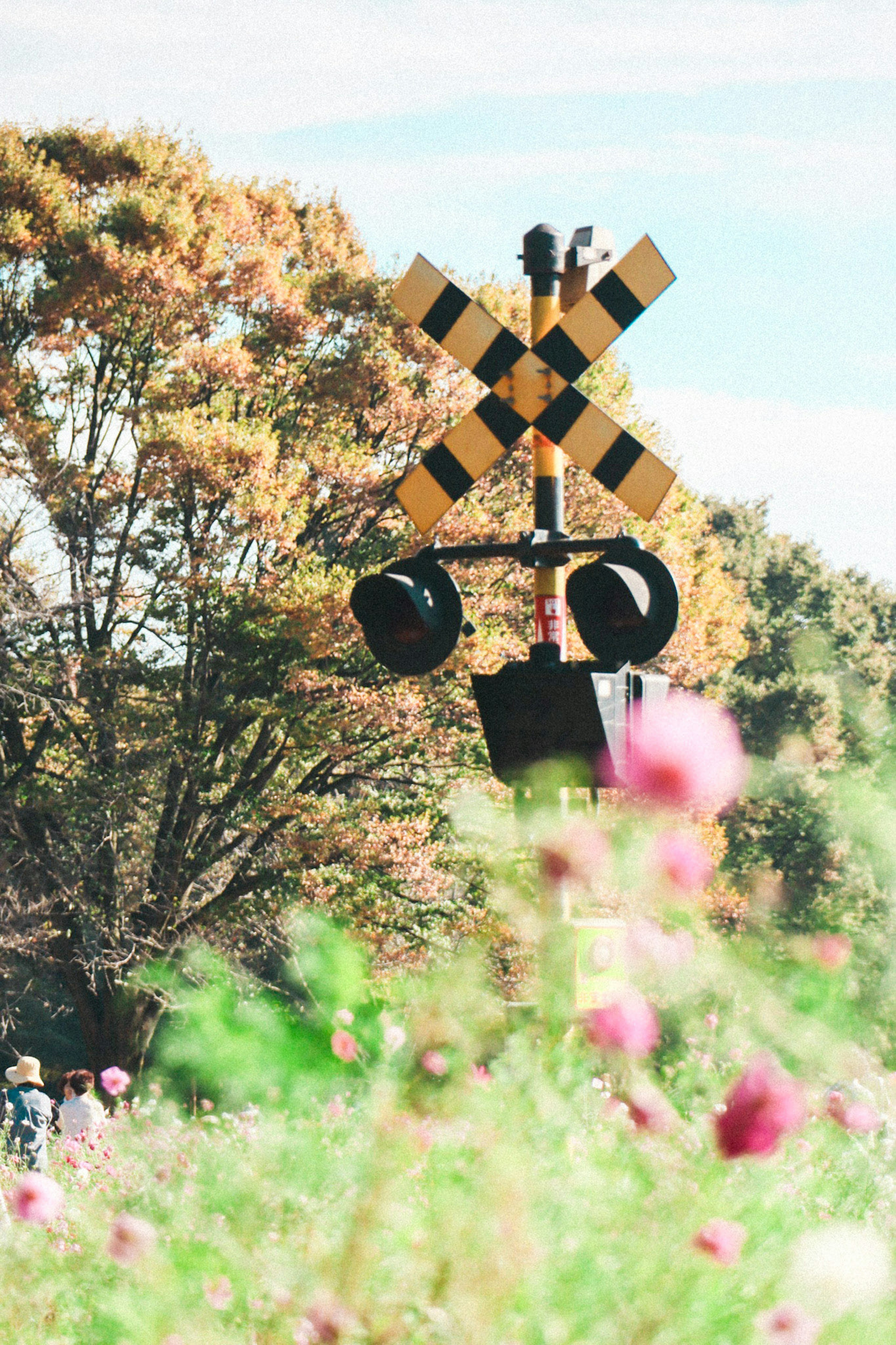 Señal de cruce ferroviario con árboles de otoño y flores