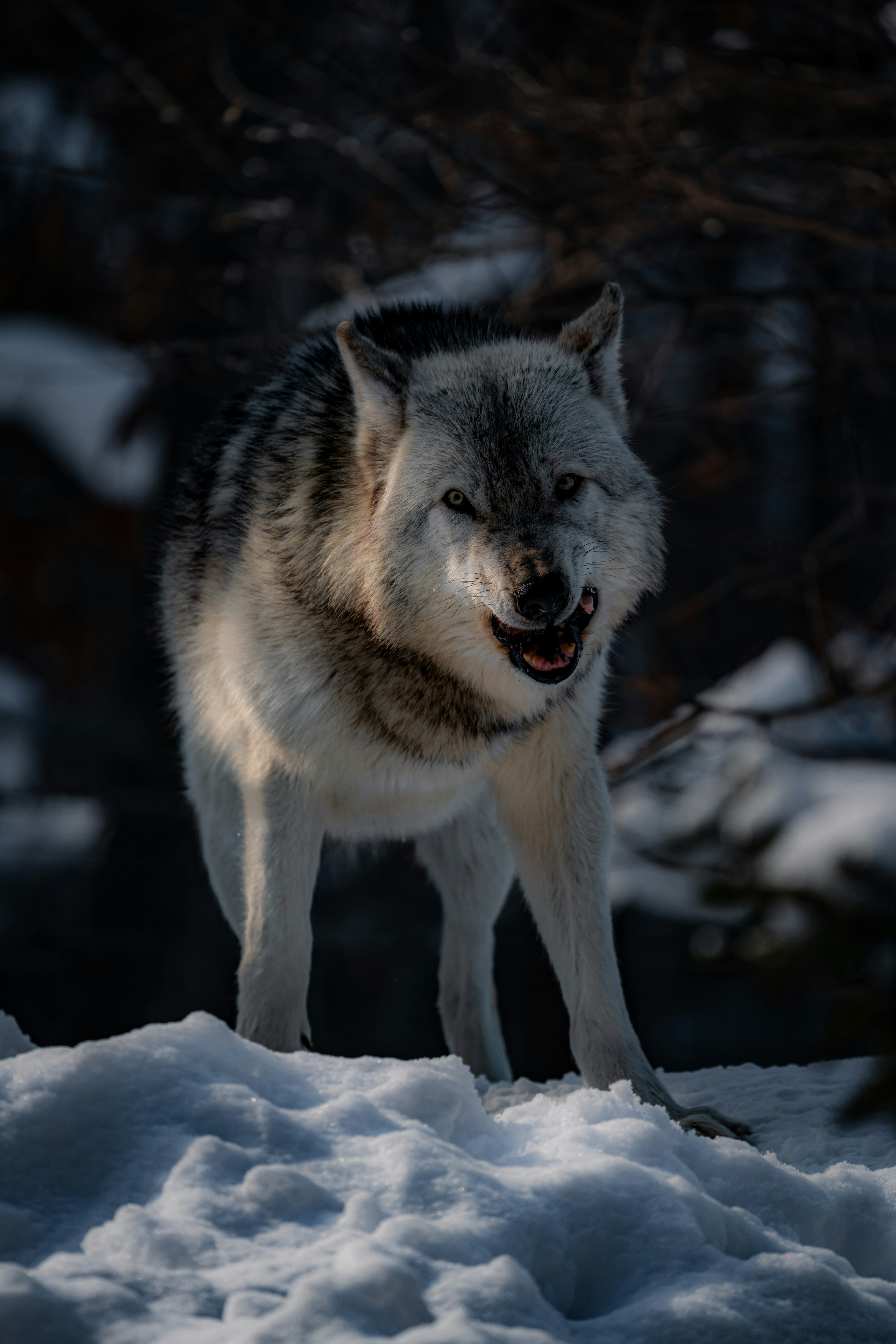 A gray wolf standing on snow with a fierce expression