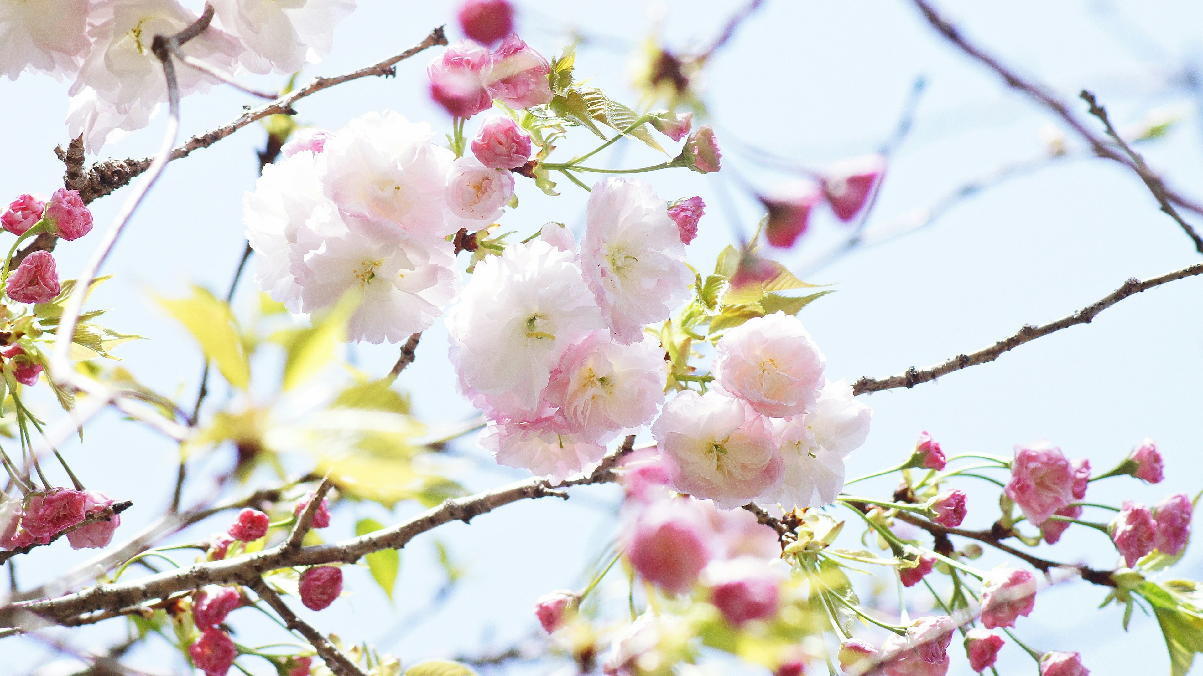 Nahaufnahme von Kirschbaumzweigen mit rosa Blüten