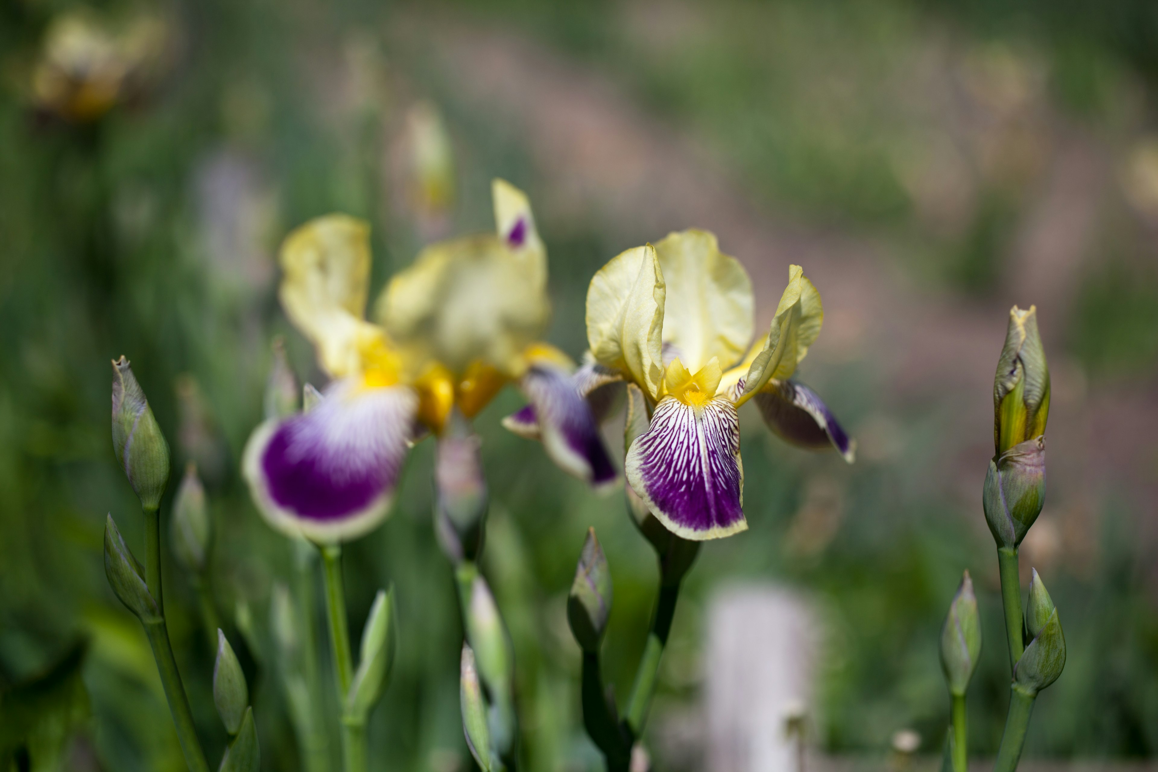 Flores de iris amarillas y moradas floreciendo en un jardín