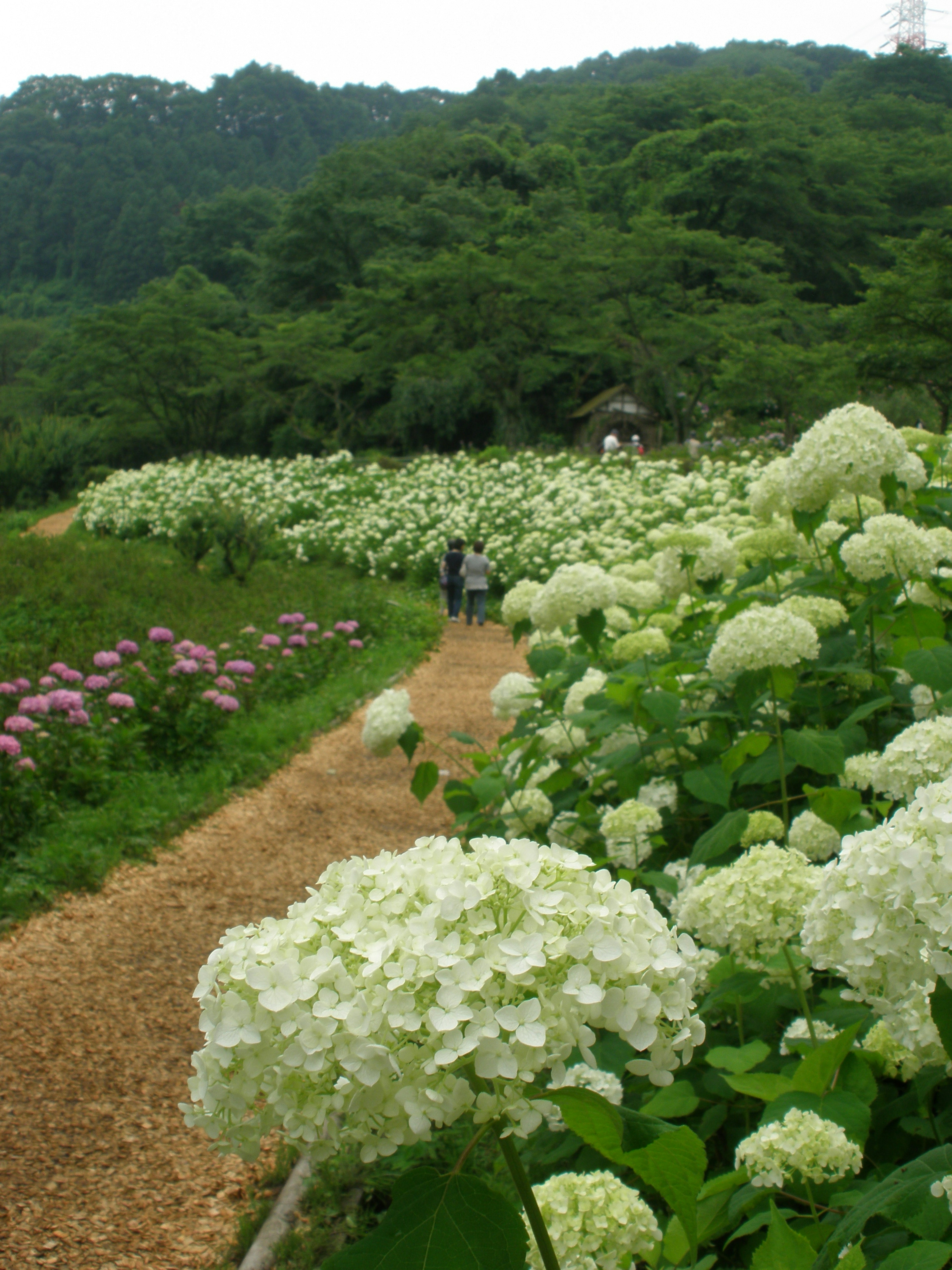 緑豊かな山々と白い紫陽花が咲く道