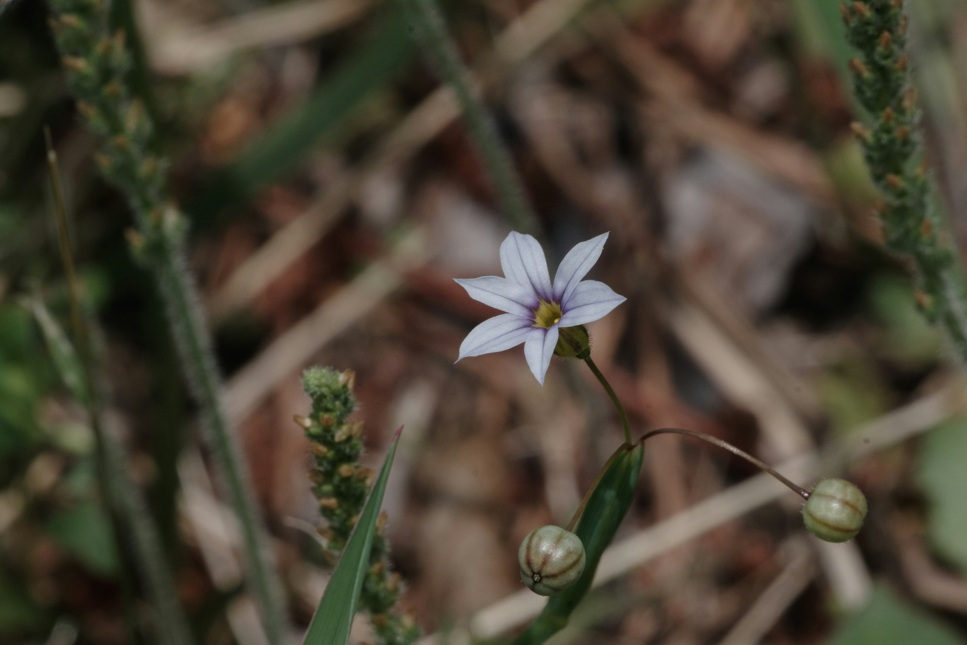 白い小さな花が草の中に咲いている