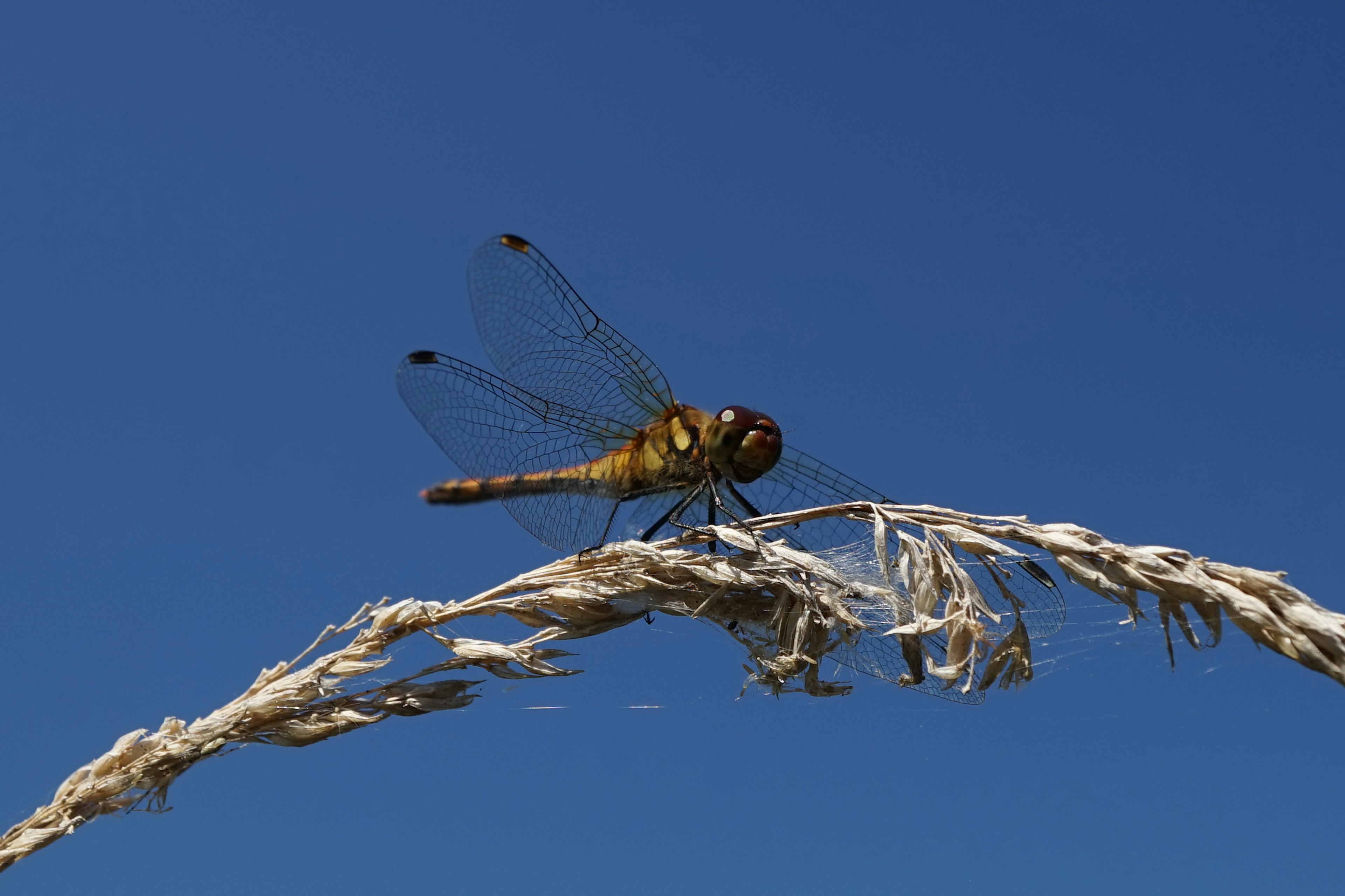 Una libellula appollaiata su un sottile stelo sotto un cielo blu