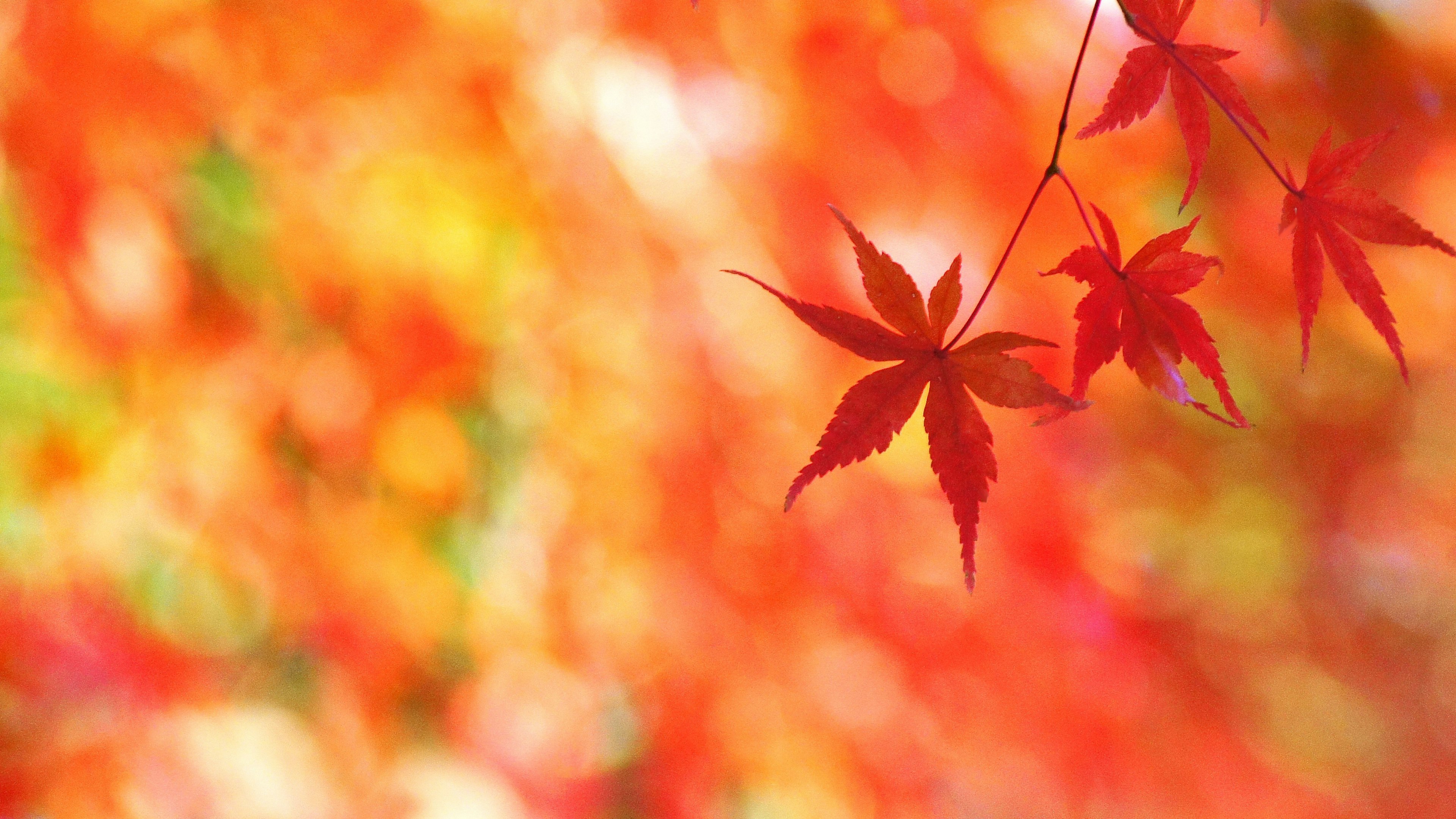 Lebendige rote Ahornblätter vor einem verschwommenen herbstlichen Hintergrund