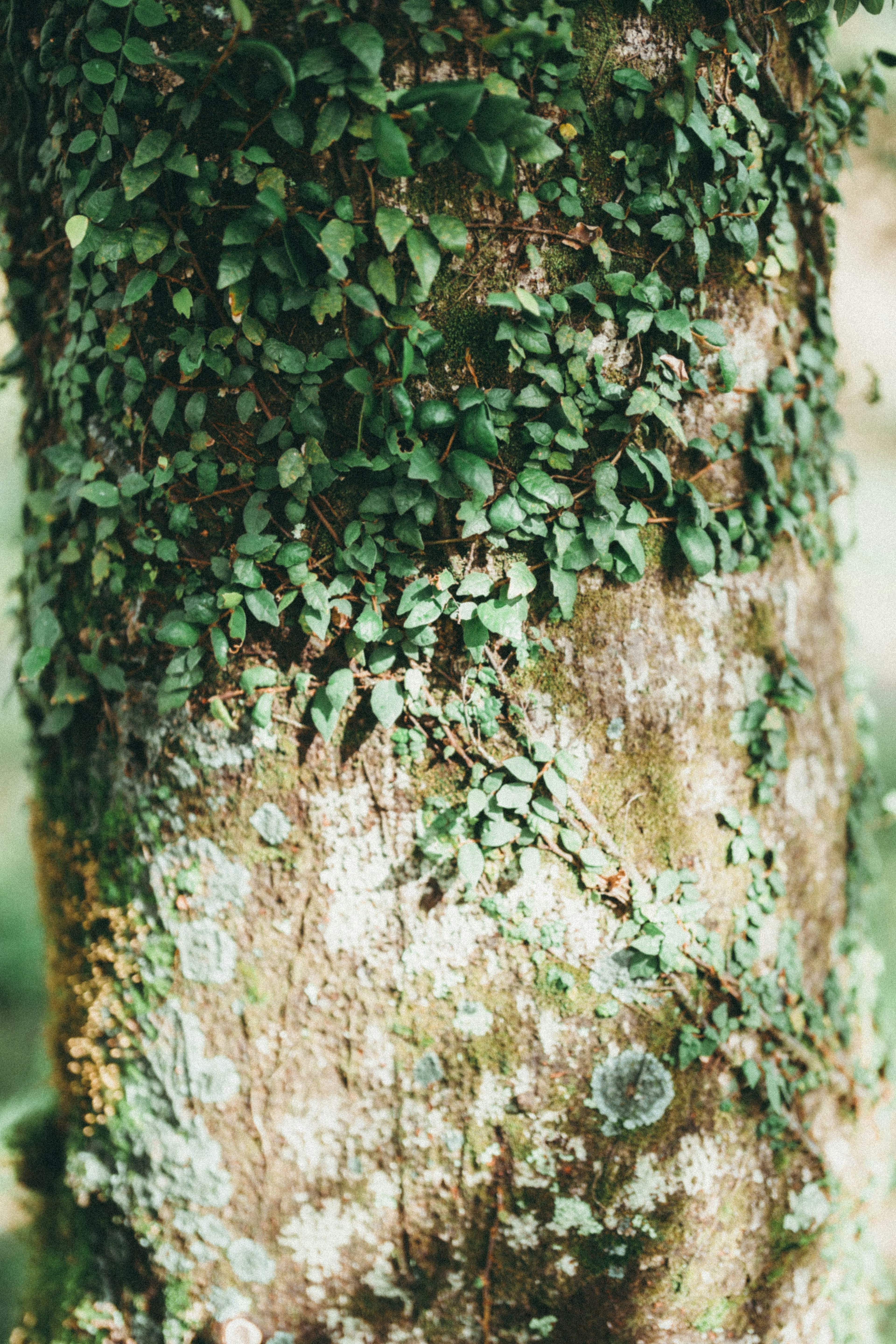 Image of a tree trunk covered with green leaves