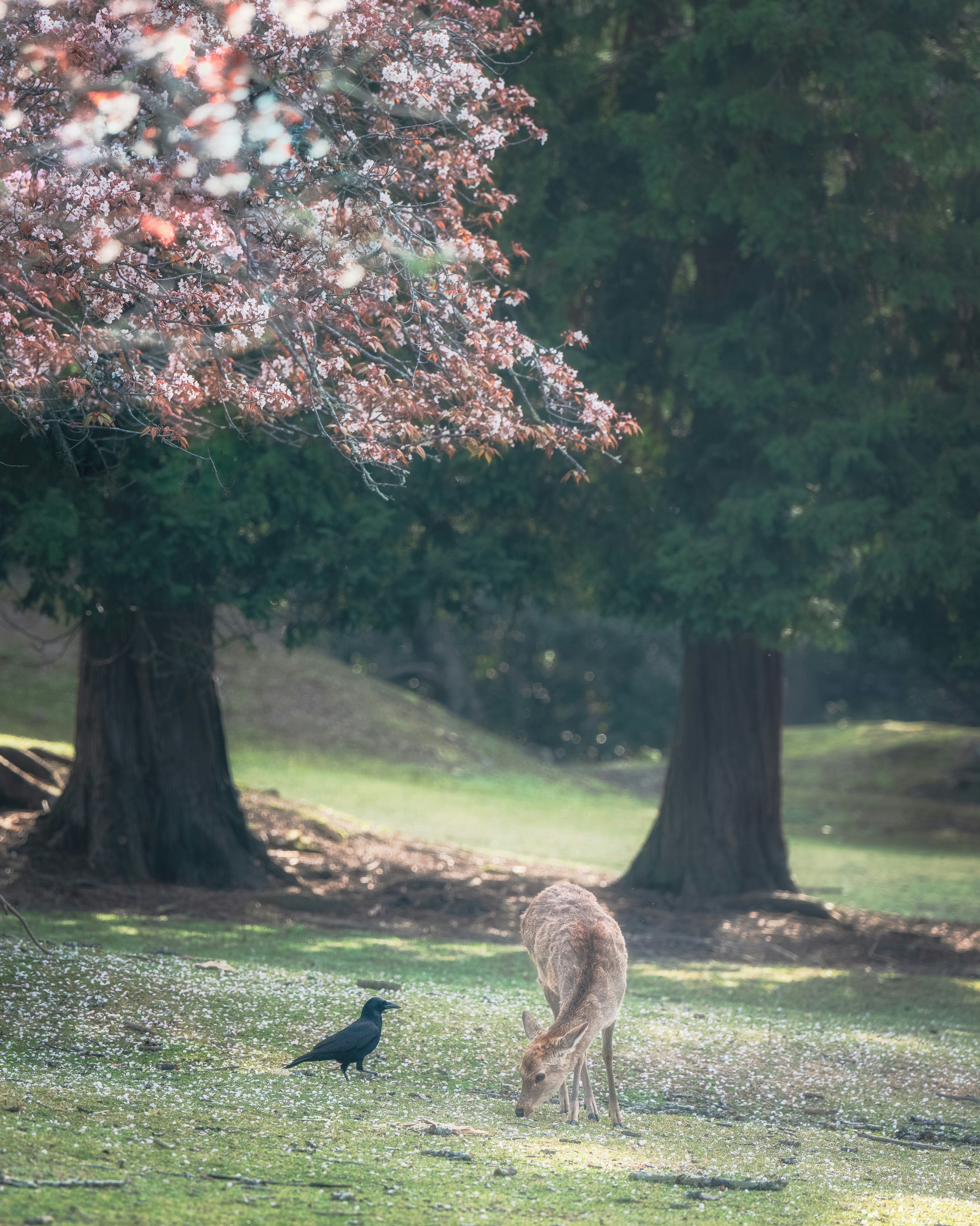 Un cerf broutant de l'herbe verte avec un corbeau à proximité