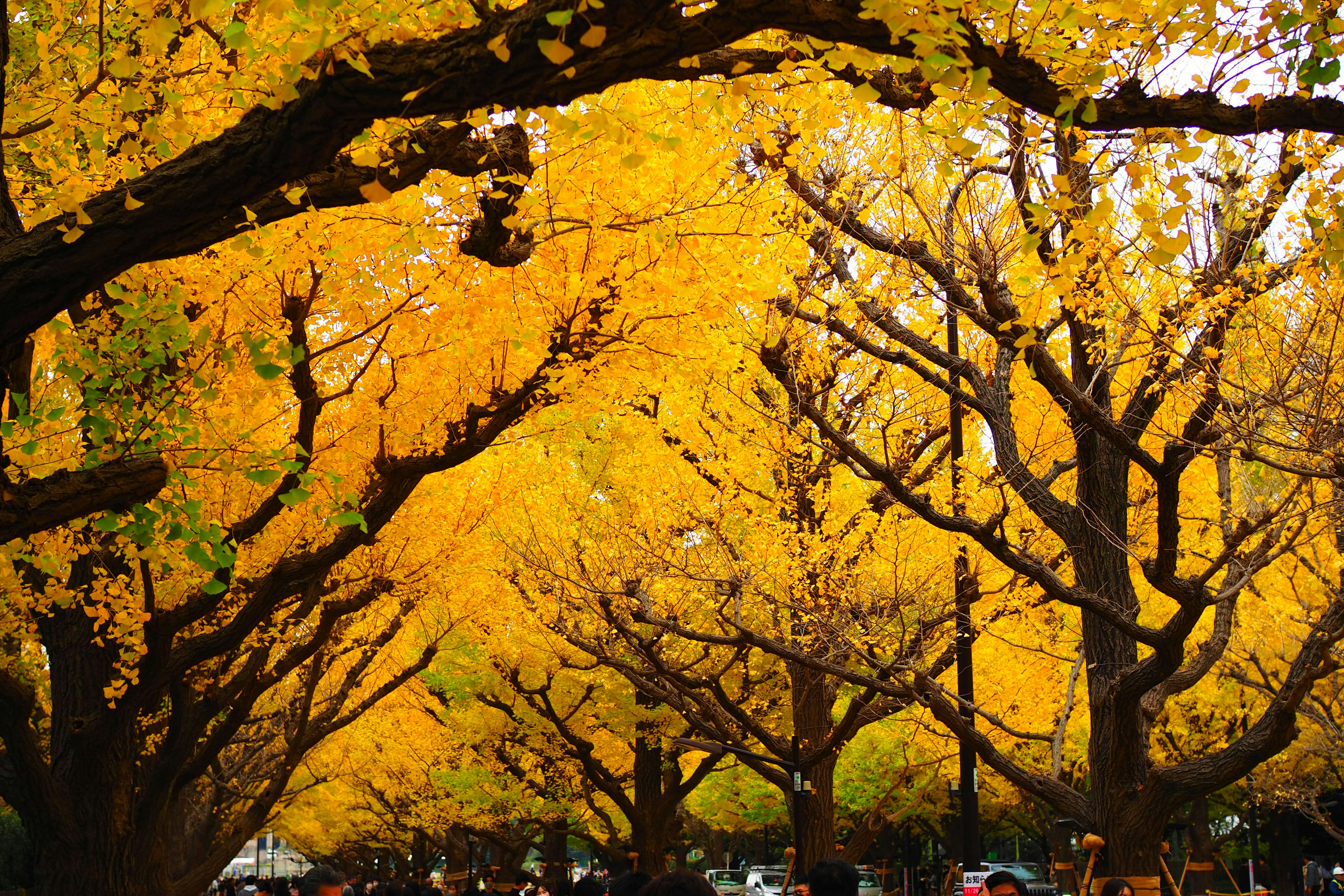 Park scene enveloped in autumn yellow leaves people strolling