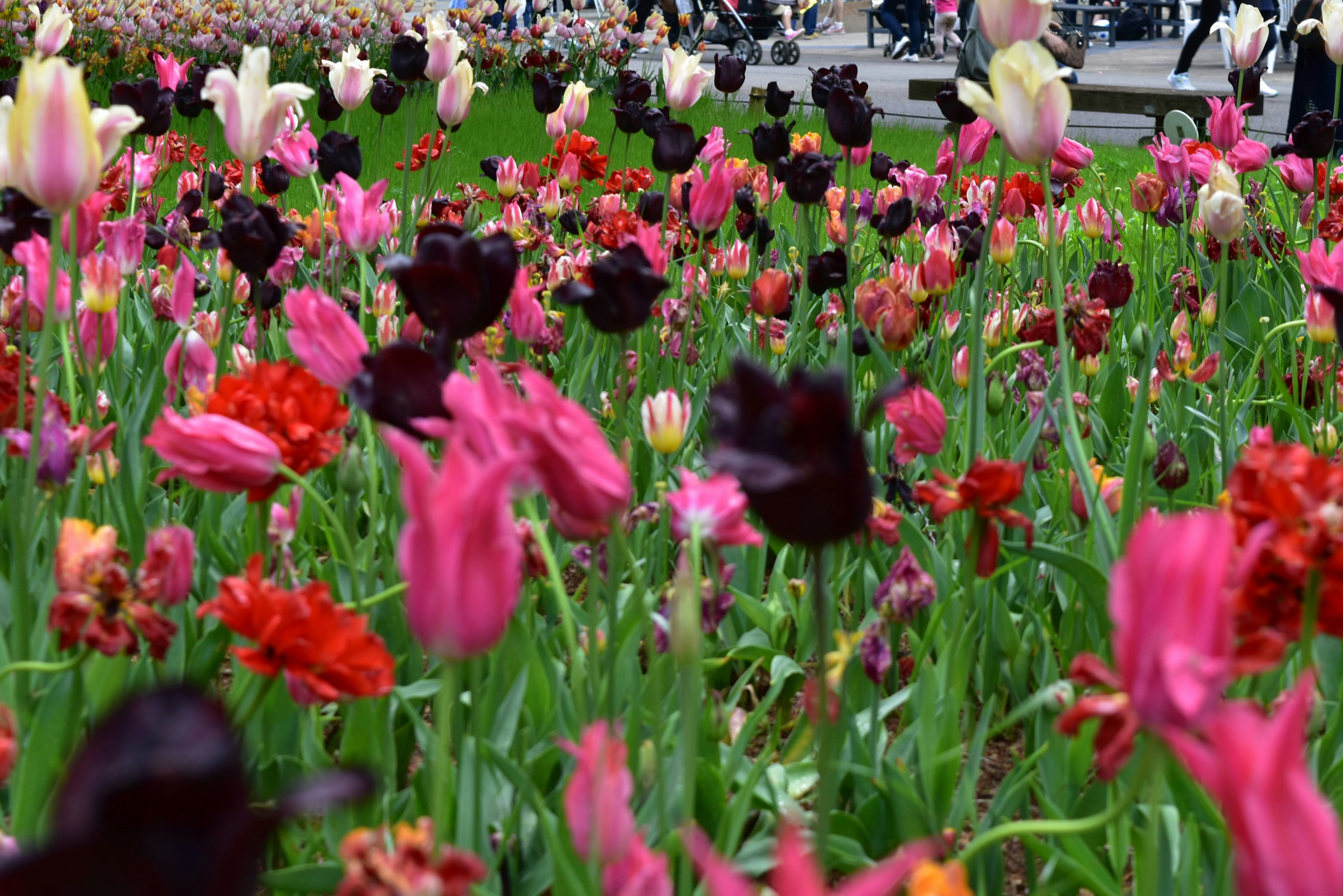 色とりどりのチューリップが咲く花壇の前景