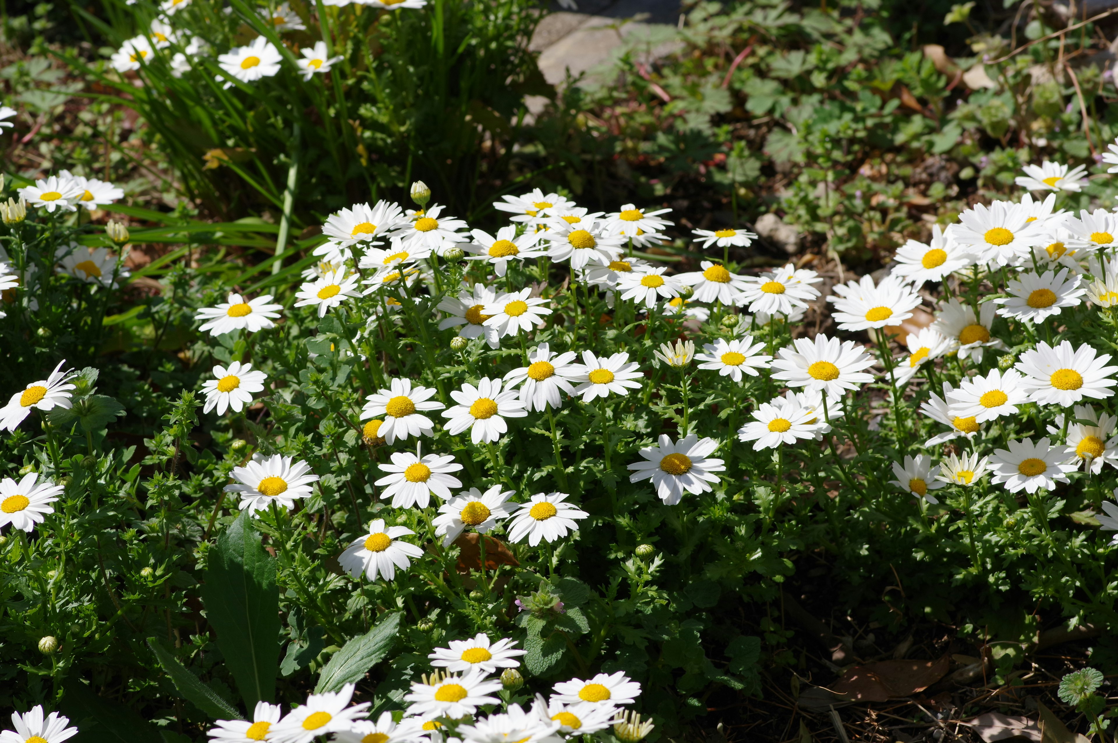 Eine Gartenszene voller Gänseblümchen mit weißen Blütenblättern und gelben Zentren