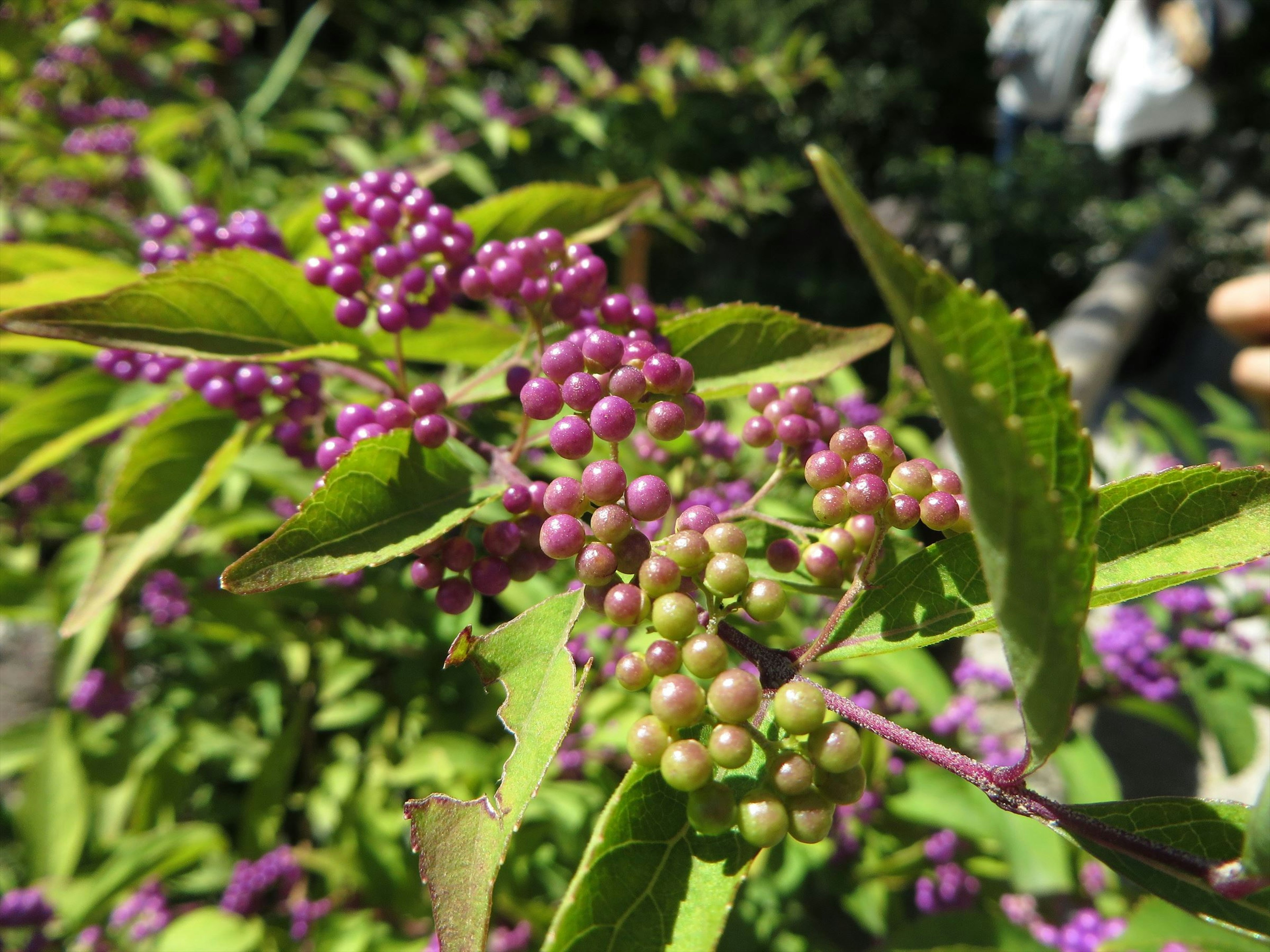 Acercamiento de una planta con bayas moradas y verdes