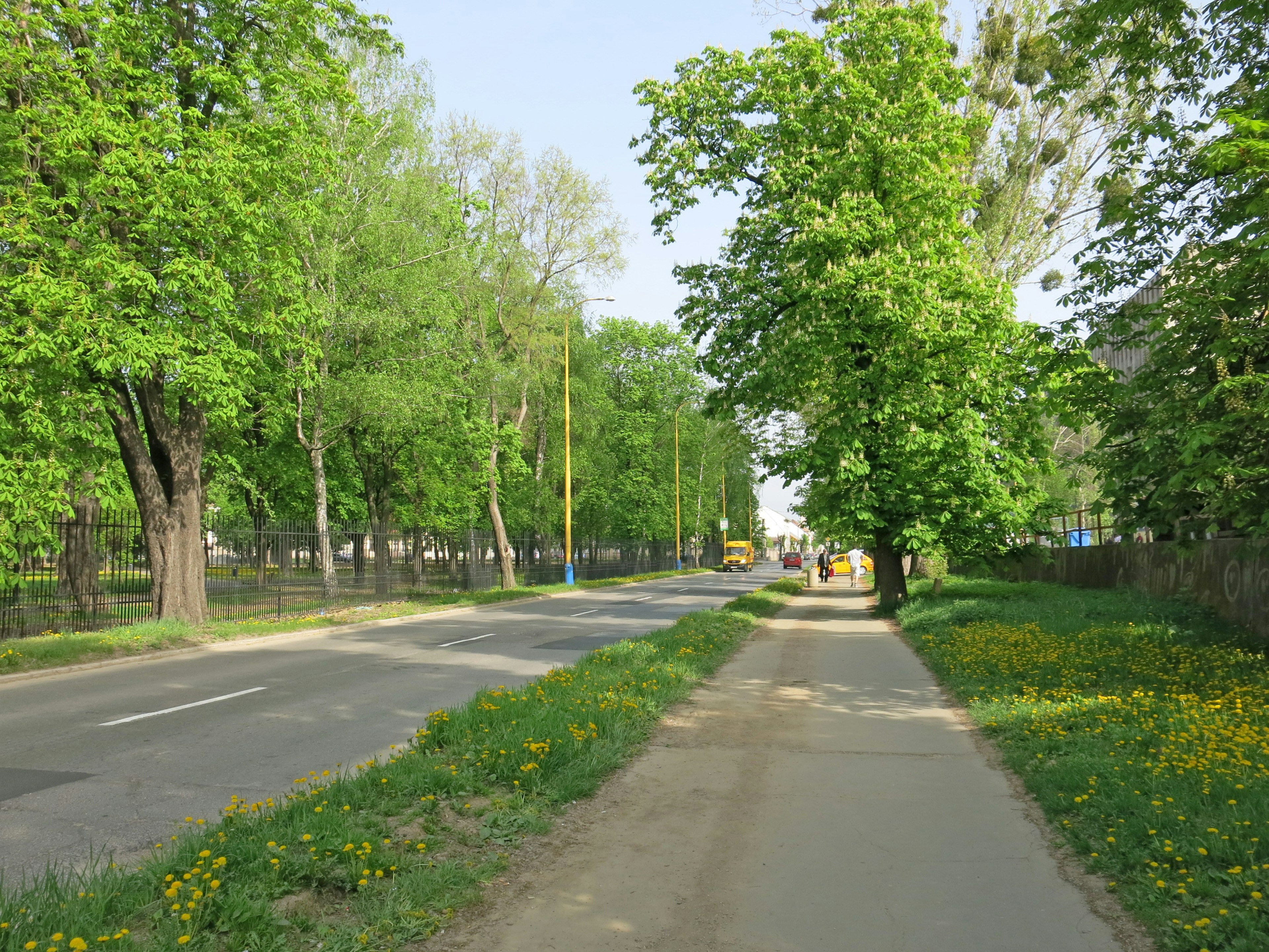 Scène de rue verdoyante avec des arbres et un trottoir dans une atmosphère printanière