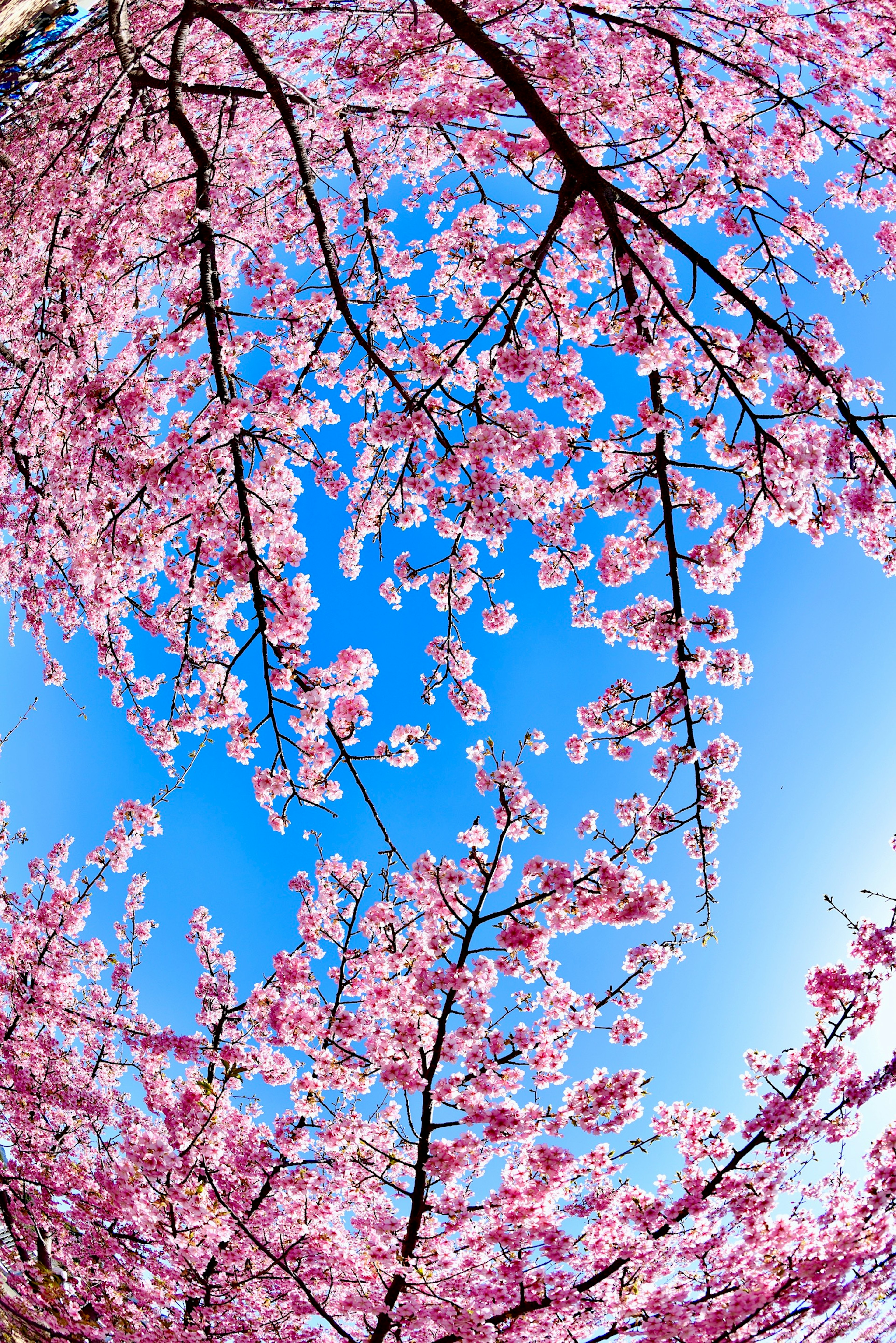 Schöne Ansicht von Kirschblüten und Ästen unter einem blauen Himmel