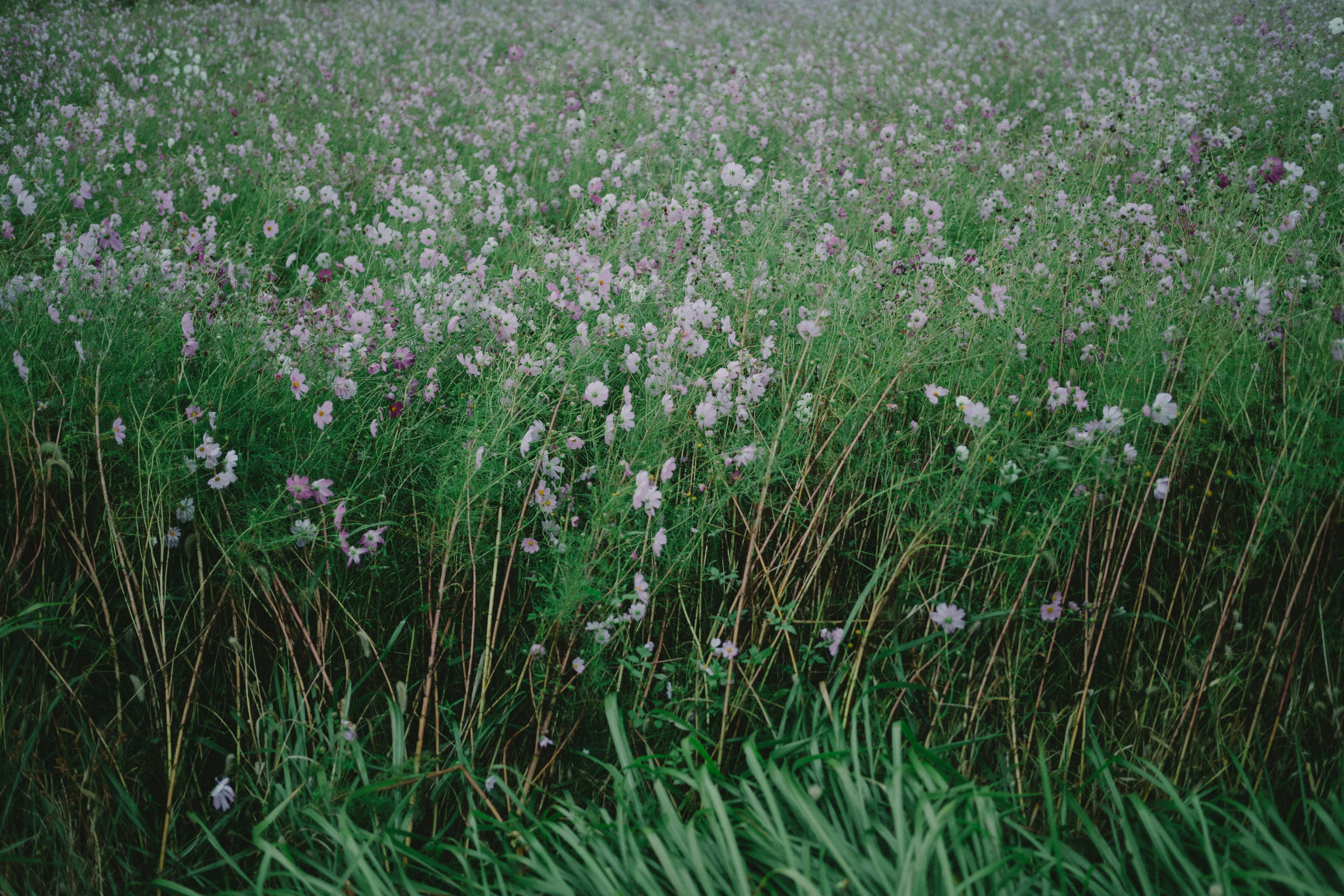 Un paesaggio di erba verde con fiori viola chiaro in fiore