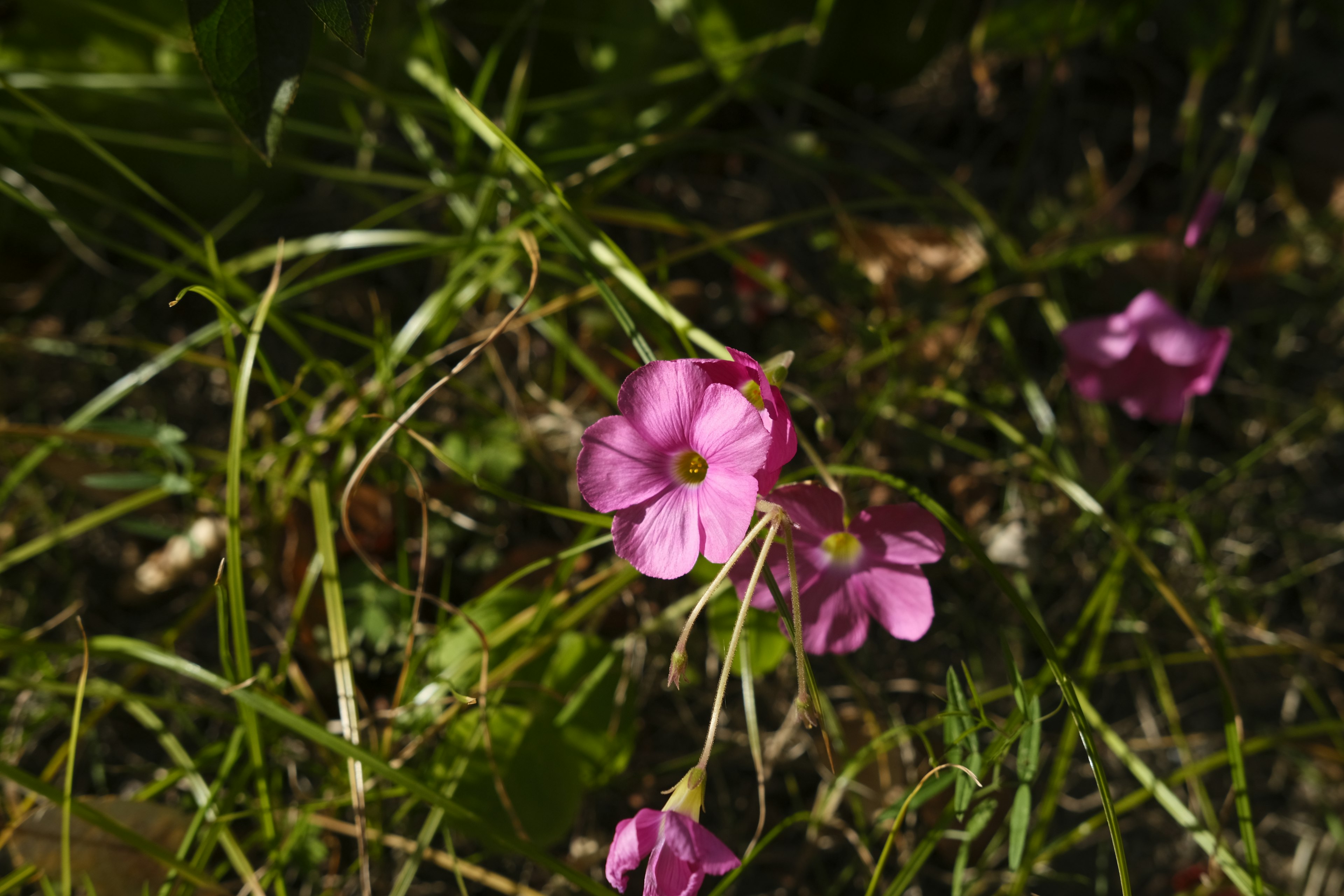 Small pink flowers blooming among green grass