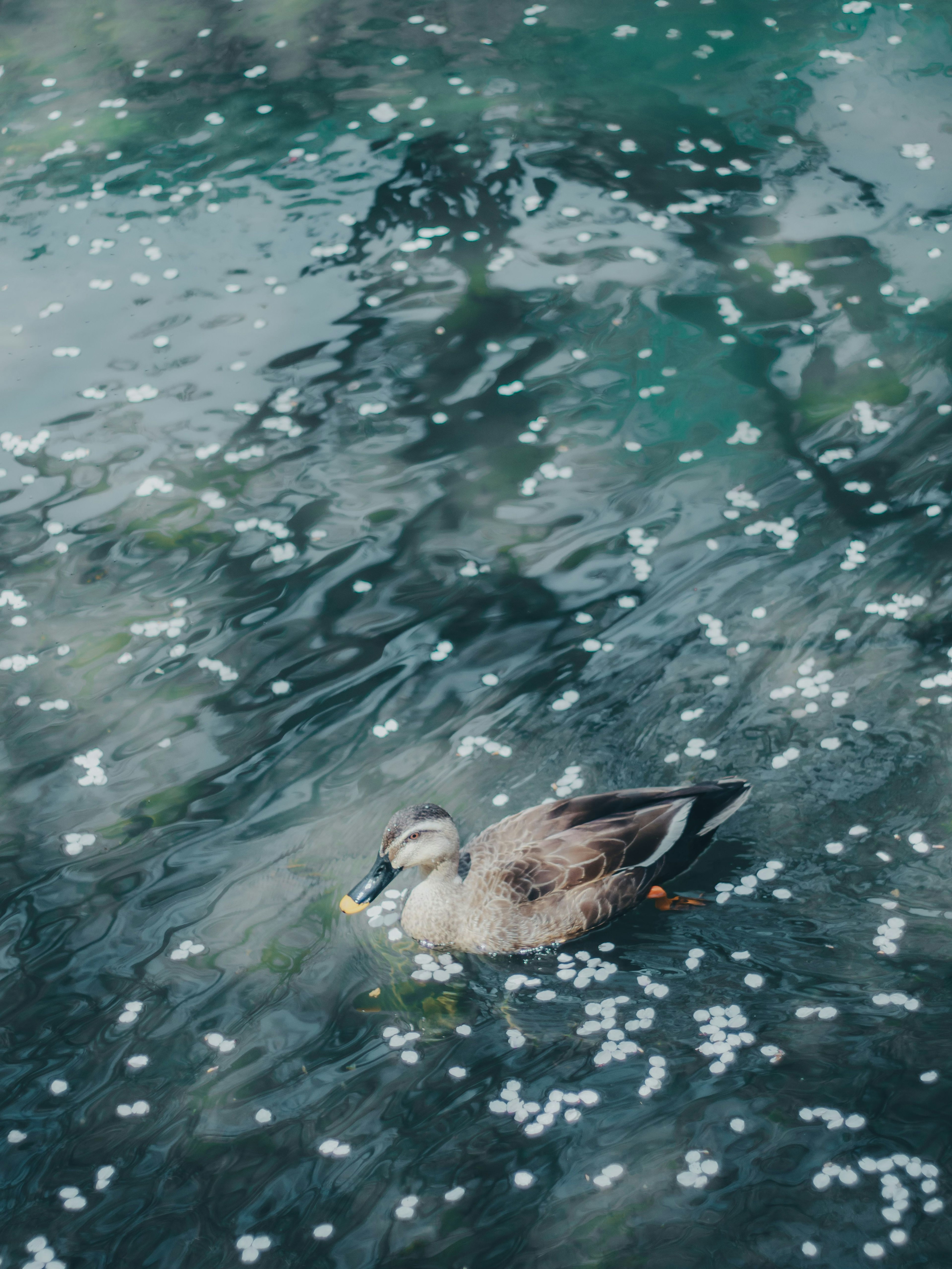 Pato flotando en el agua rodeado de pétalos esparcidos
