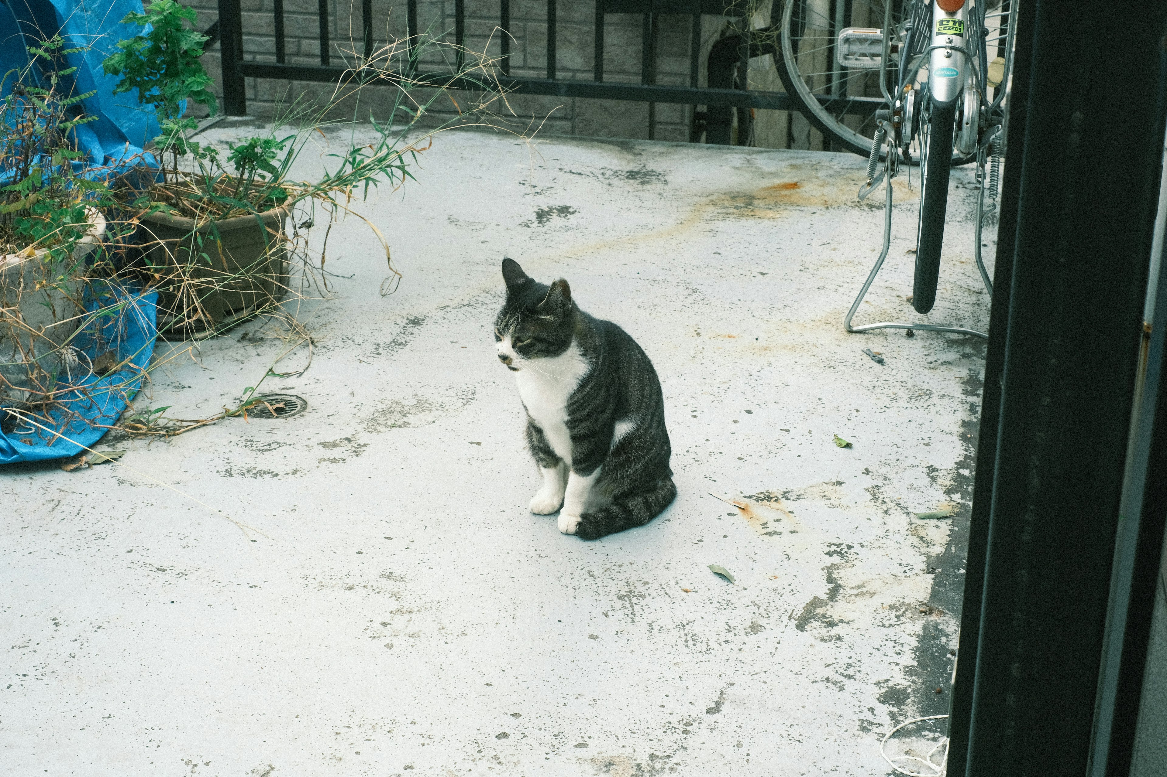 灰色と白の猫が屋外のコンクリートの上に座っている