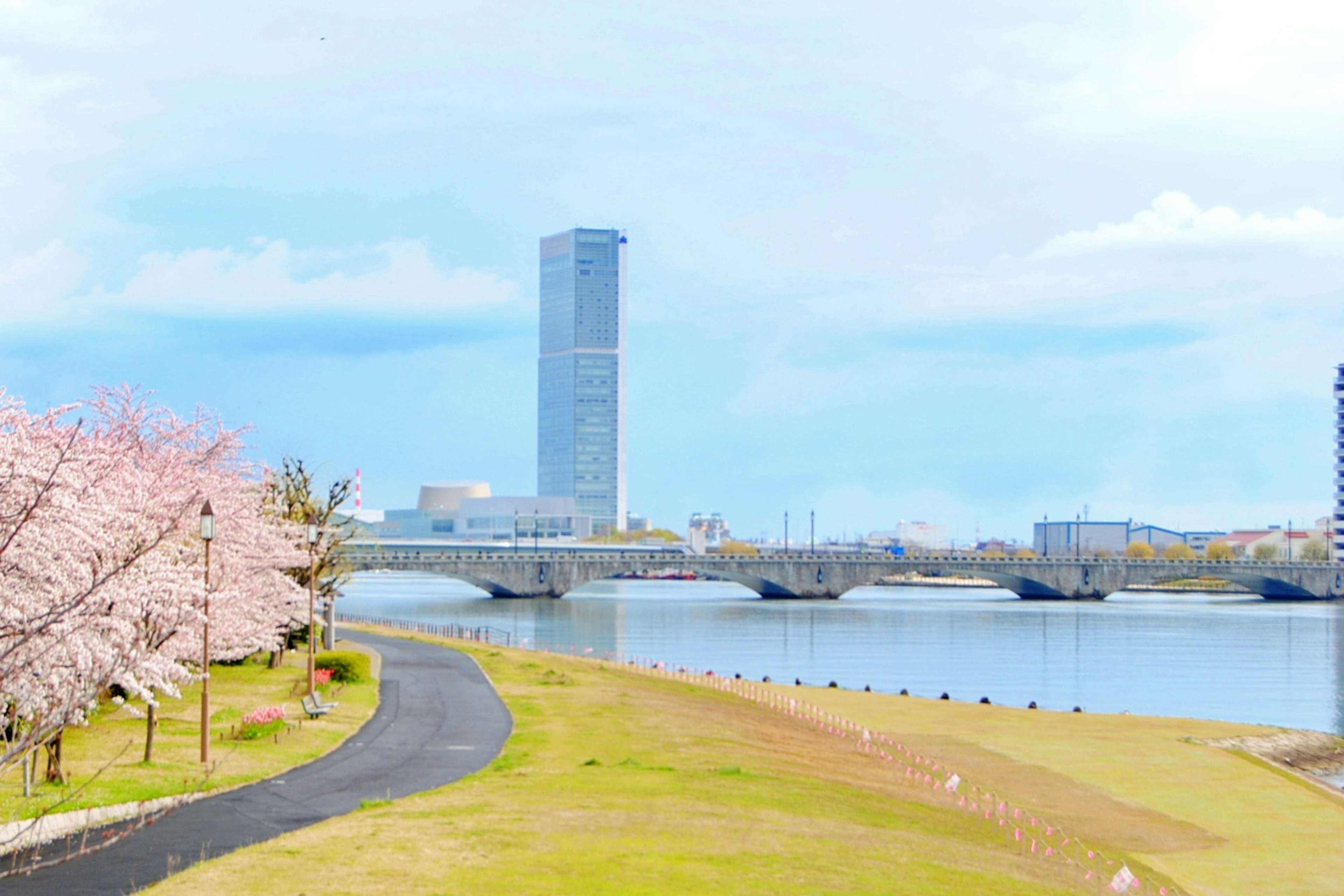 桜の木と川の風景 高層ビルが背景にある