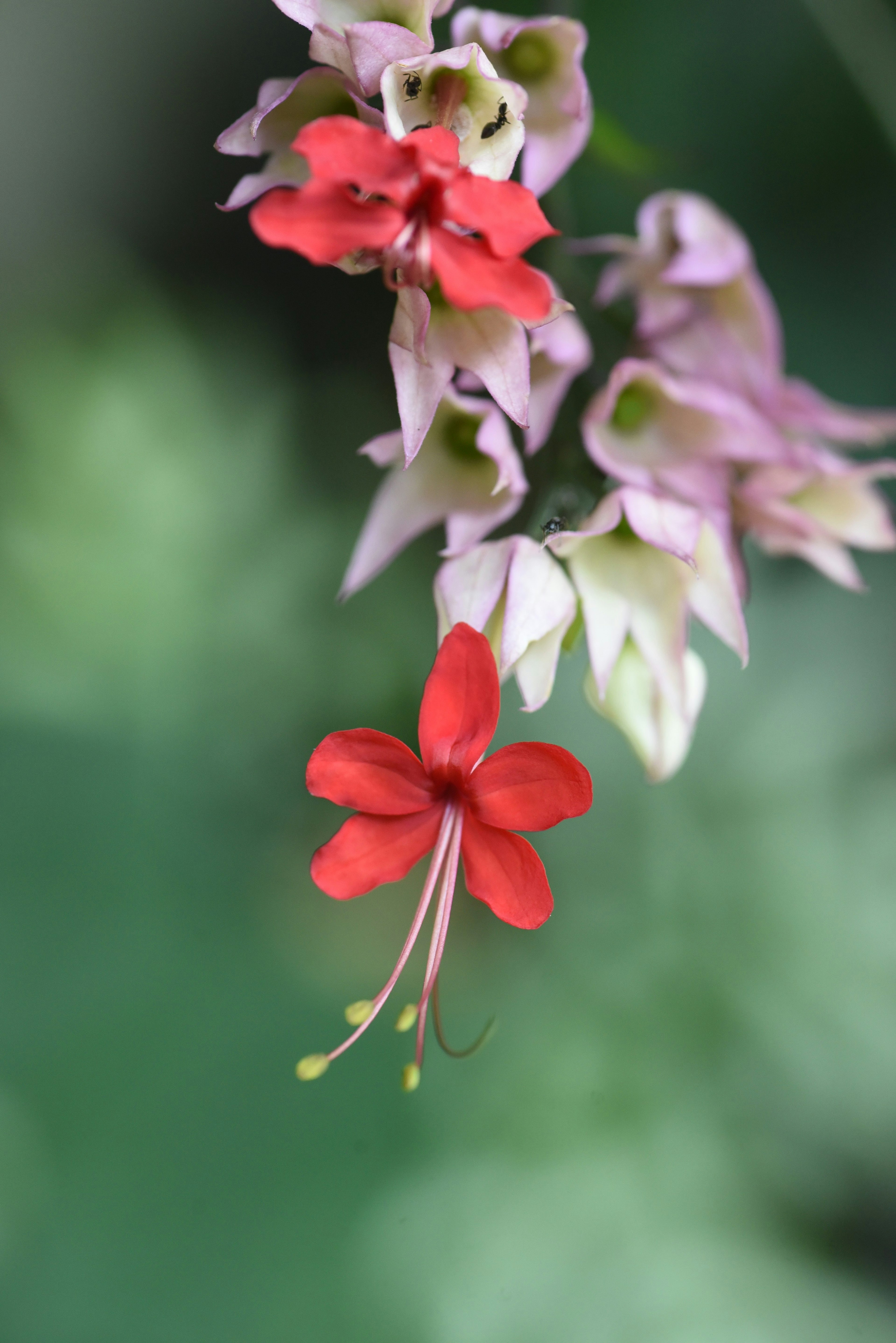 Nahaufnahme einer Pflanze mit einer roten Blume und blassen lila Blumen