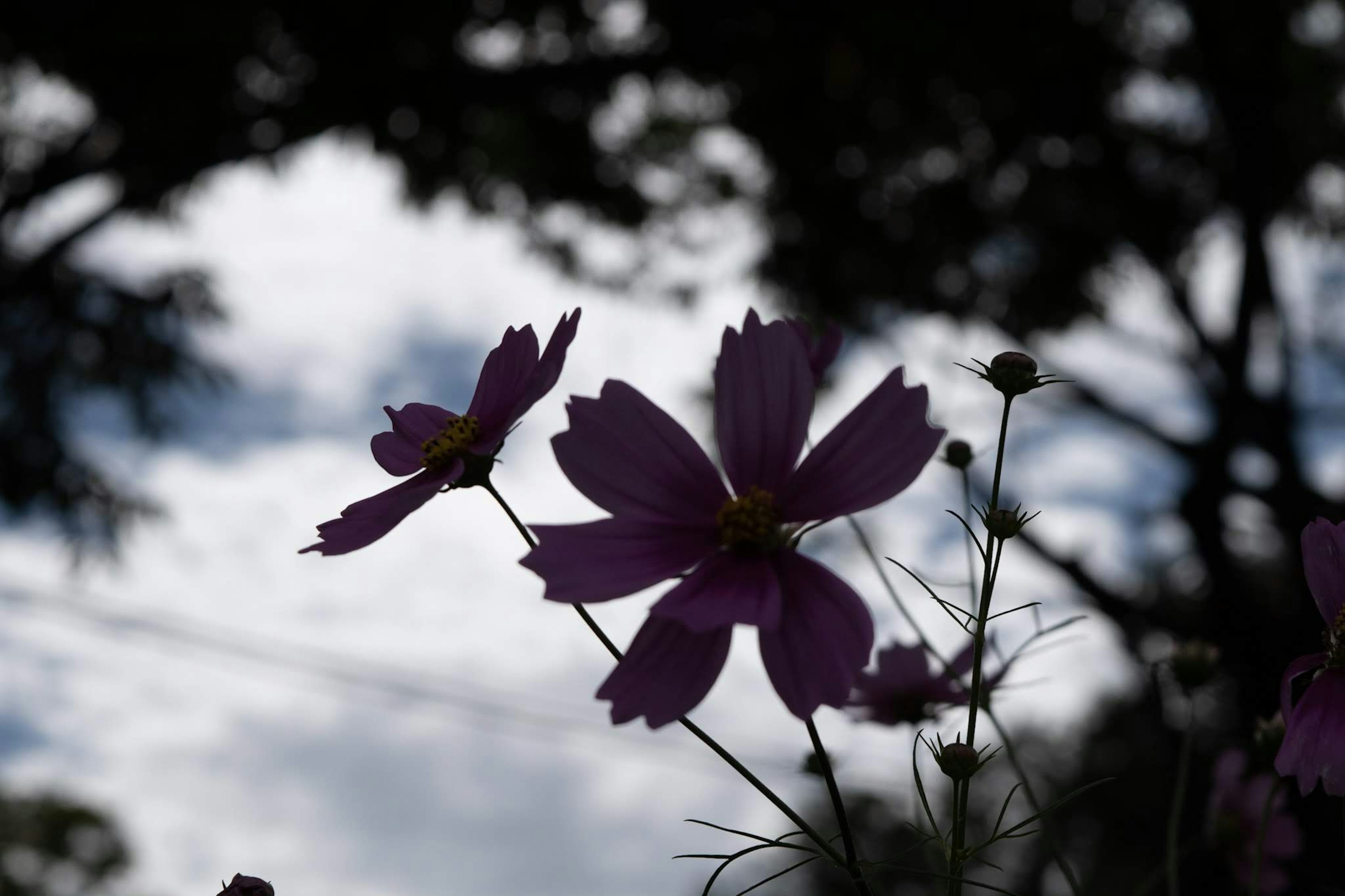 紫色の花がシルエットとして浮かび上がる背景に雲と木々が見える