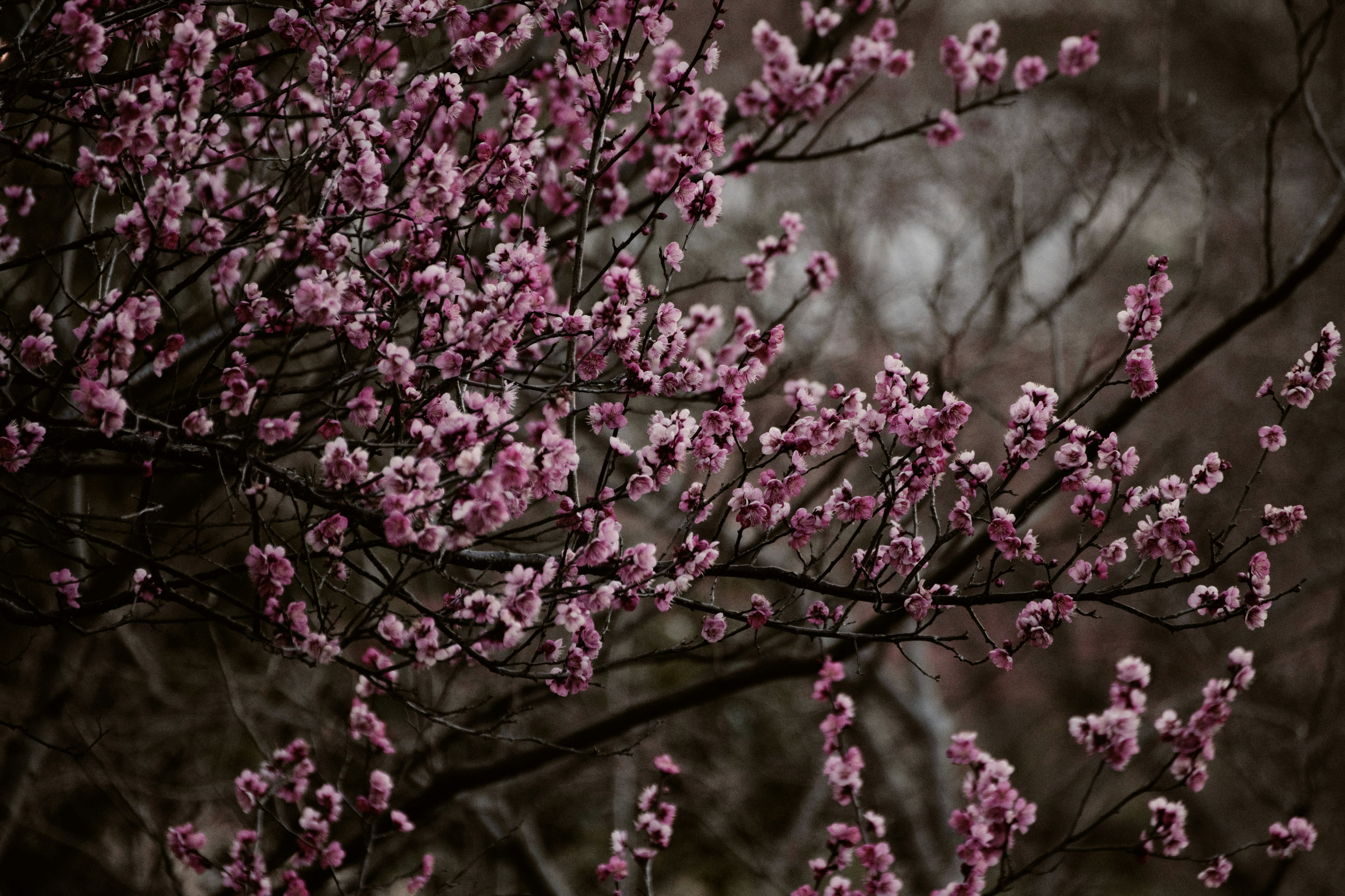 Branches adorned with pink blossoms against a dark background