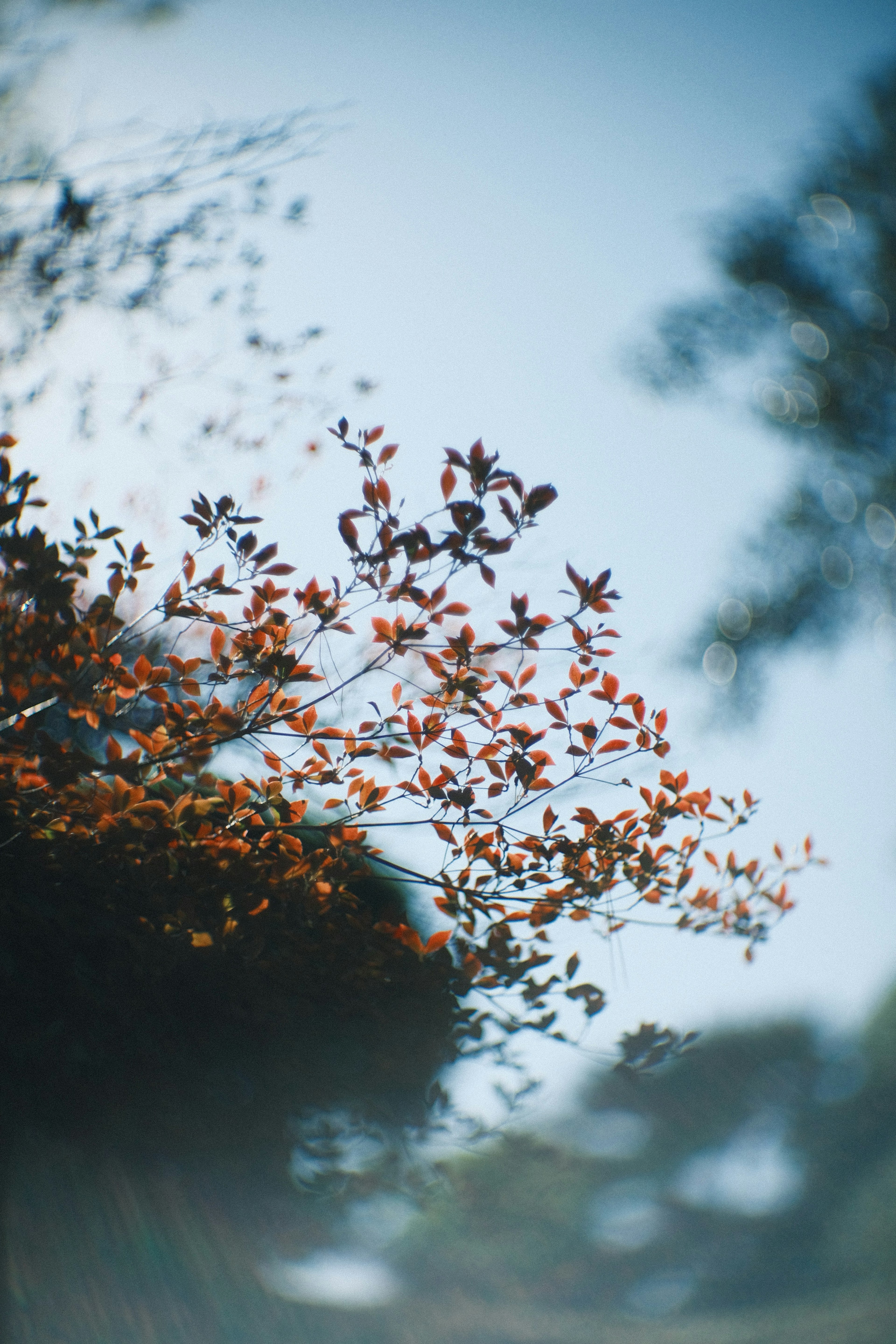 青空の下で紅葉の葉が鮮やかに映える美しい風景