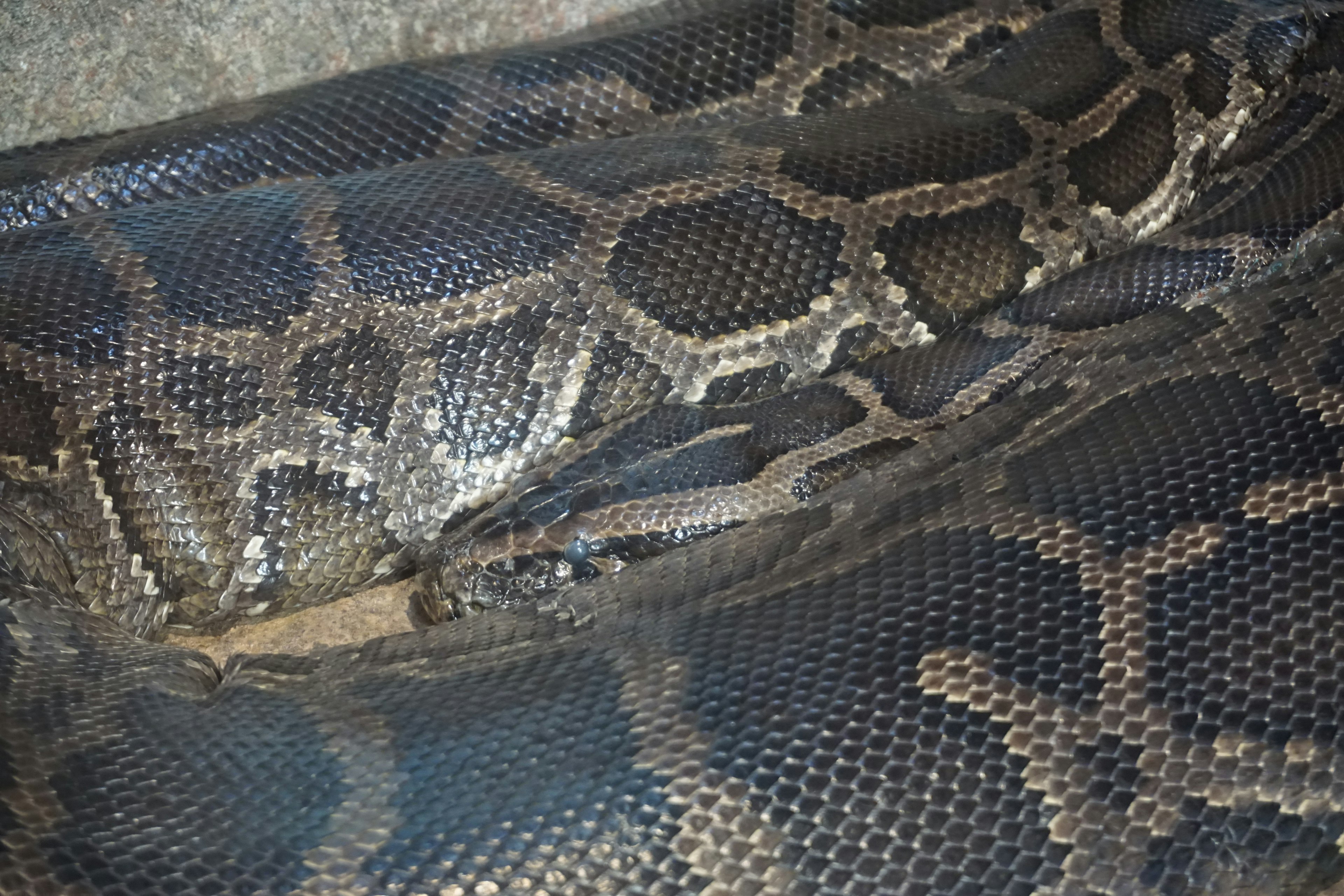 Acercamiento de una gran serpiente con piel oscura