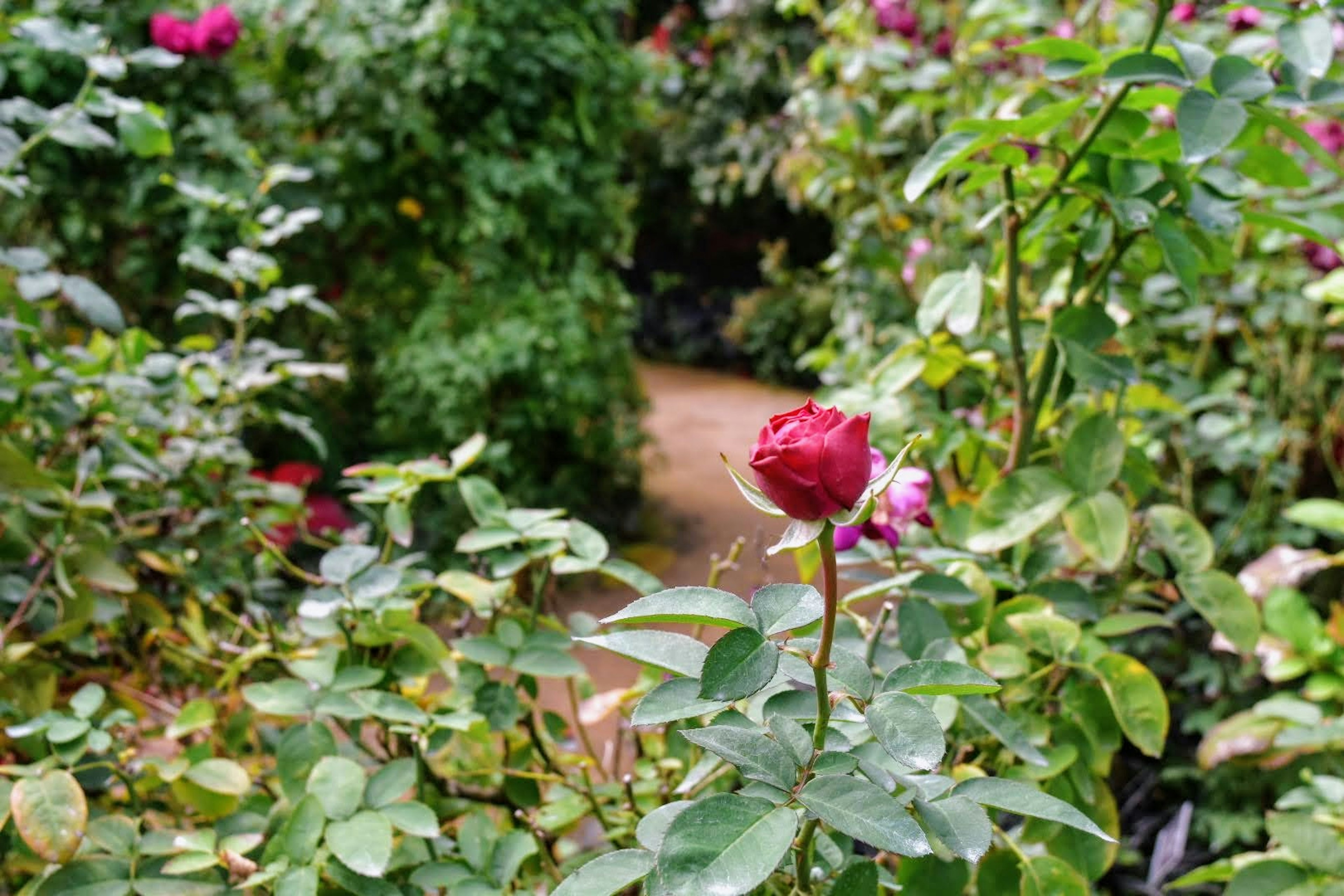 Sebuah mawar merah yang indah dikelilingi daun hijau di taman