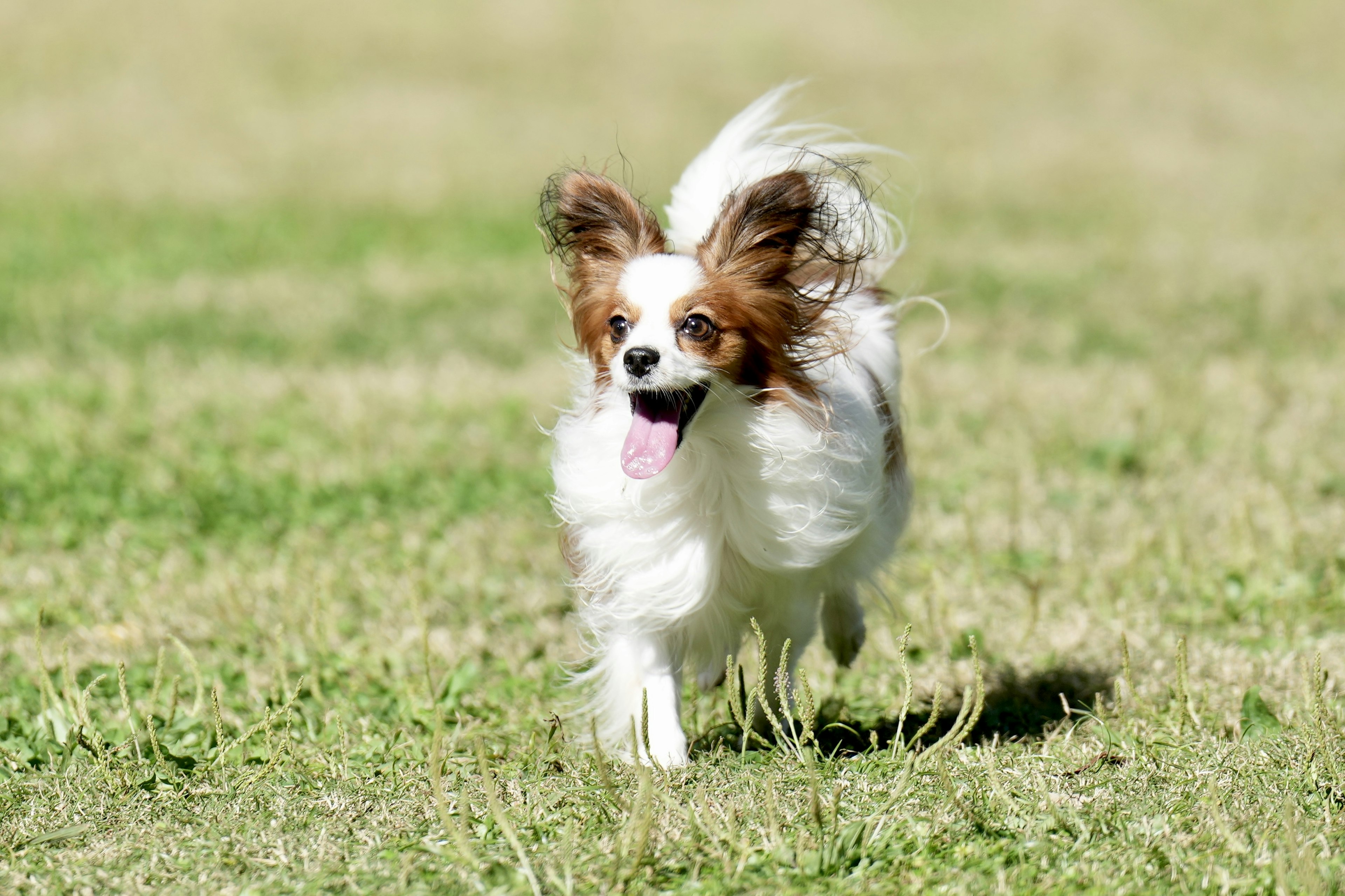 A lively Papillon dog running on the grass