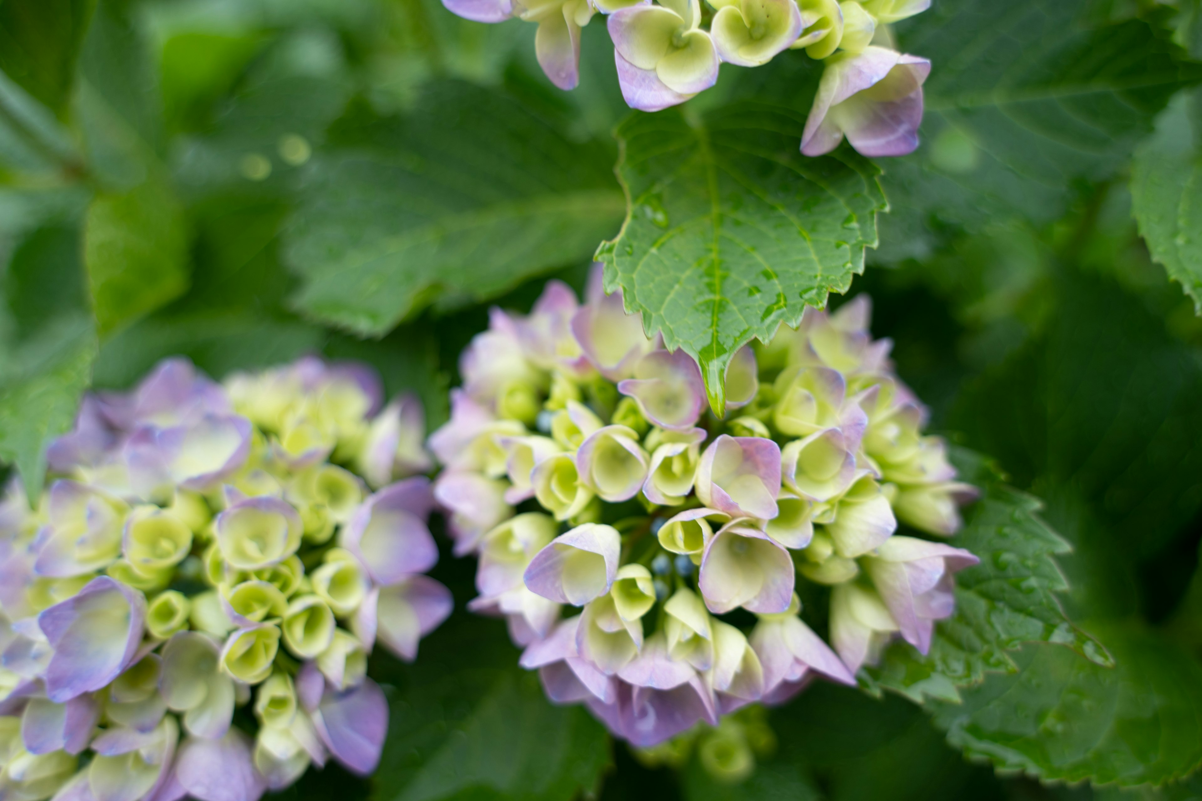 淡い紫色と緑色の花が咲くハイドランジアのクローズアップ