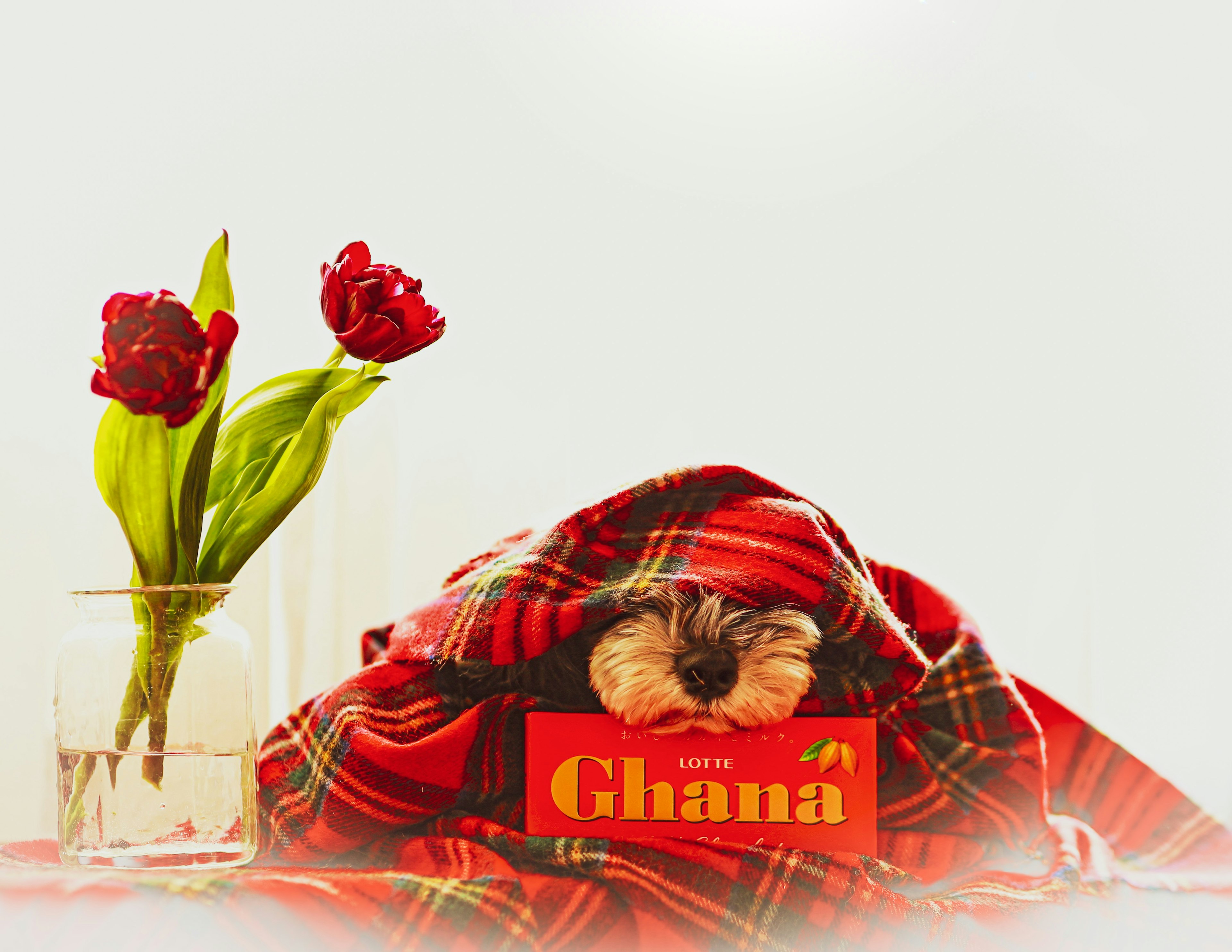 A small dog wrapped in a red blanket with a vase of tulips nearby