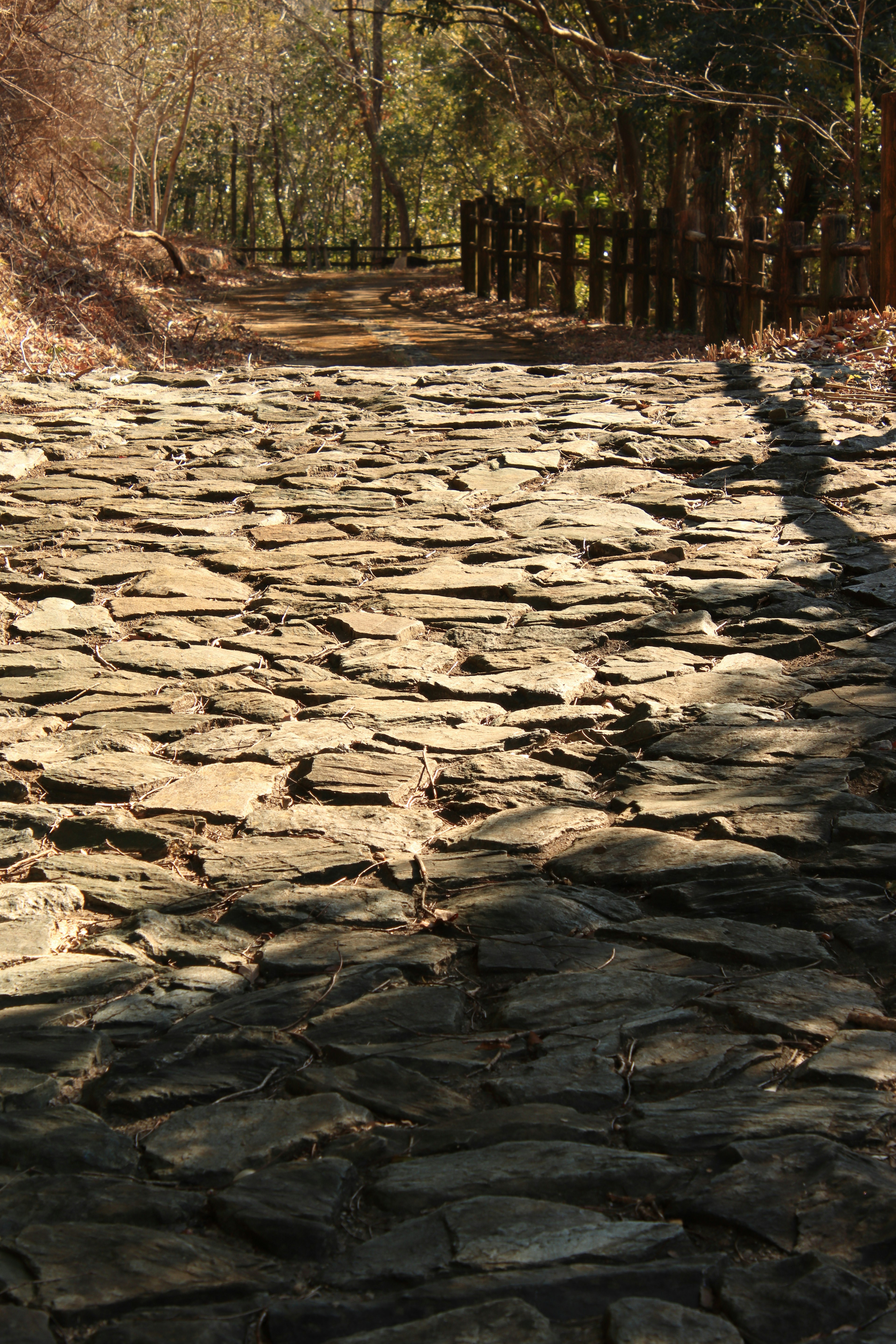 Un chemin pavé de pierres menant à travers une forêt