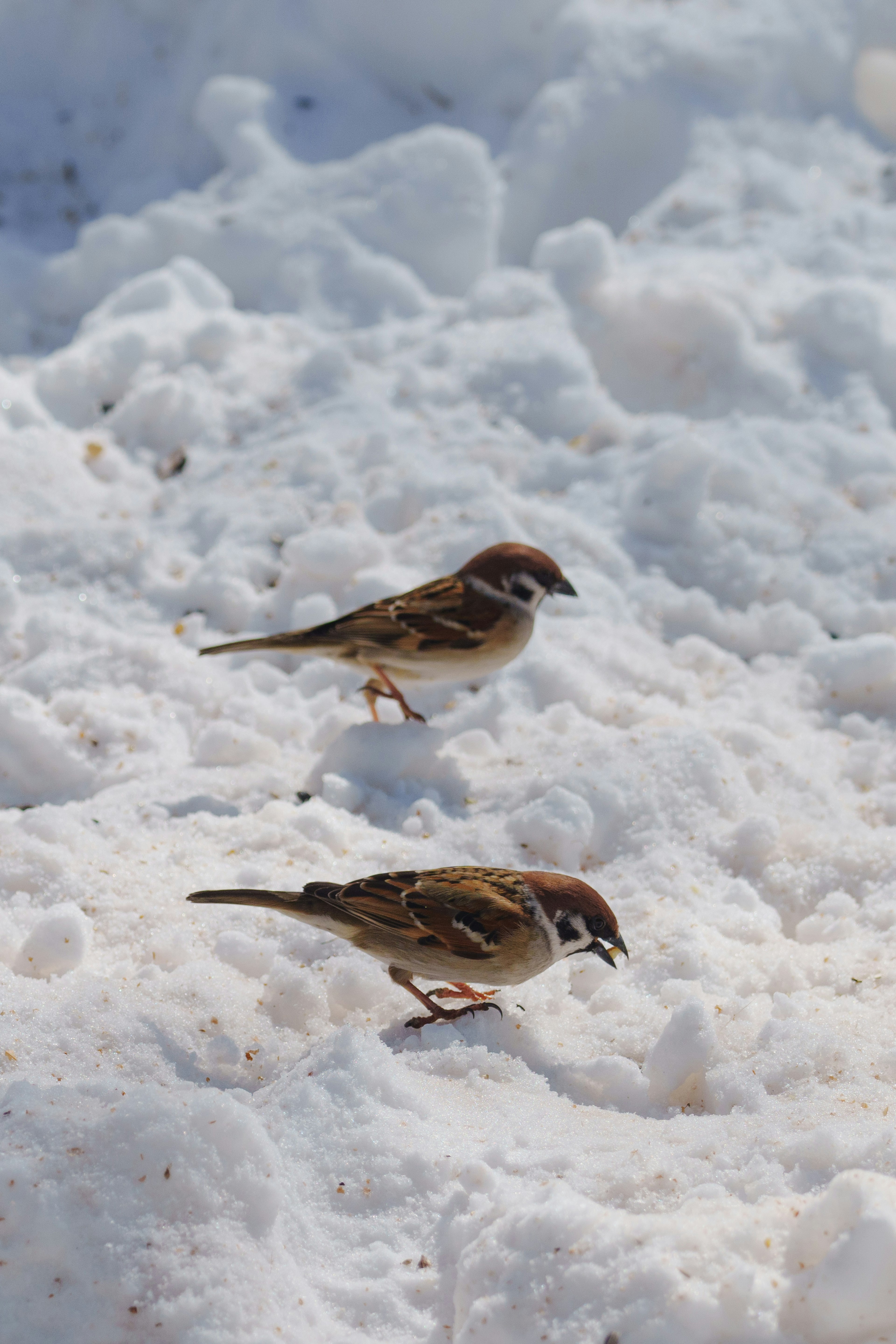 Due passeri che cercano cibo sulla neve