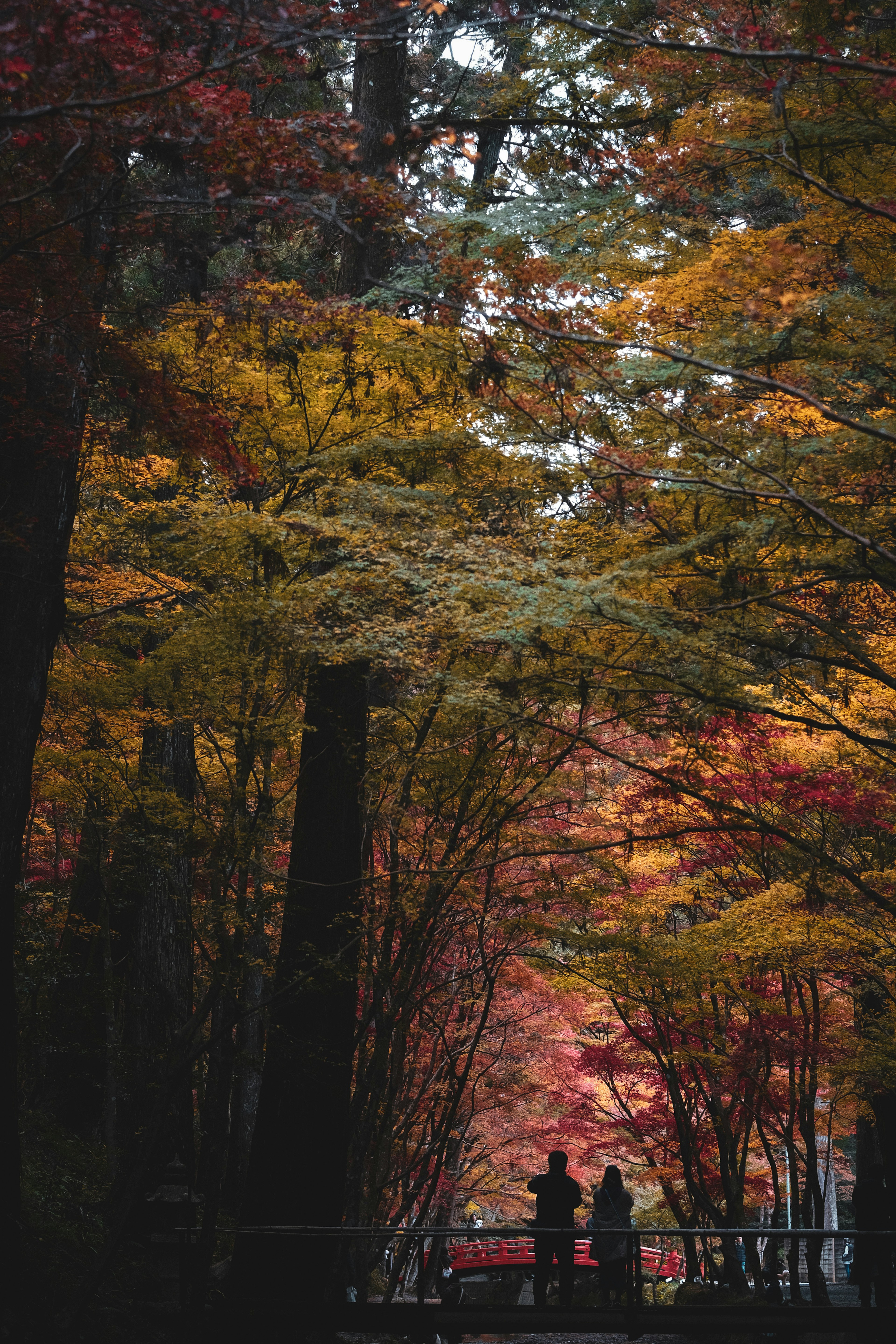 Silhouette of two people walking along a forest path surrounded by autumn foliage