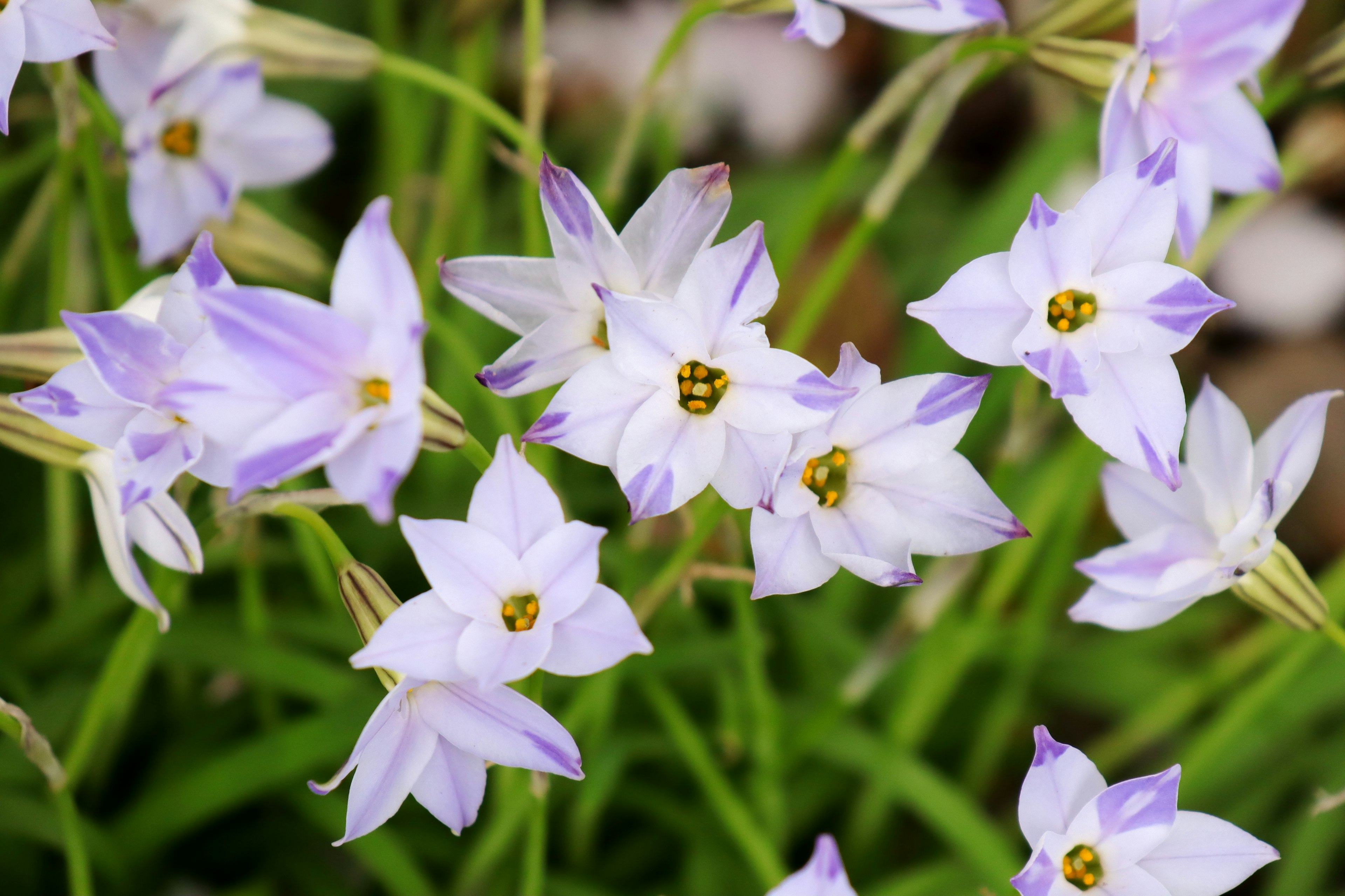 Bellissimo scenario di fiori viola che sbocciano tra l'erba verde