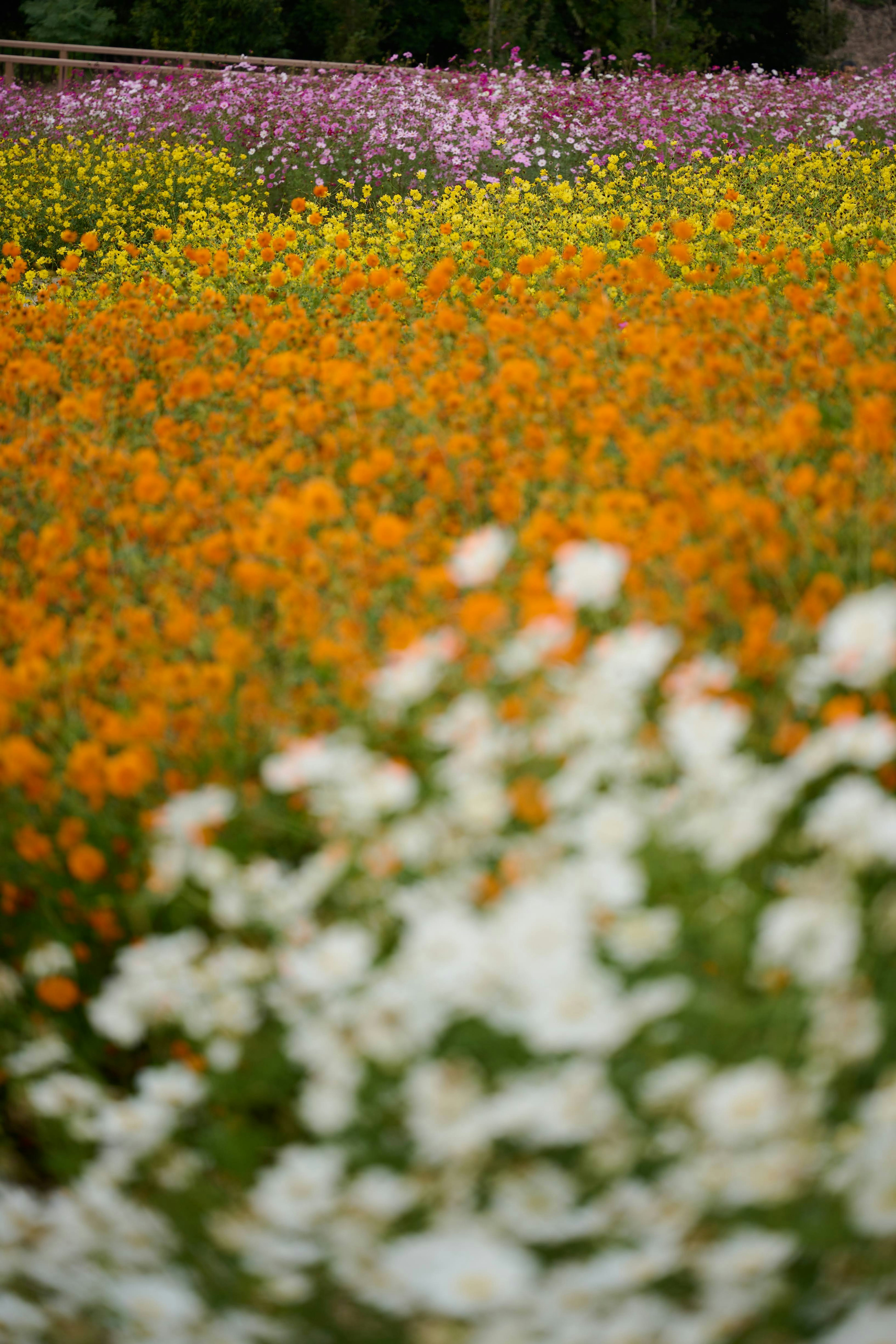 Campo de flores vibrantes con flores naranjas amarillas y blancas