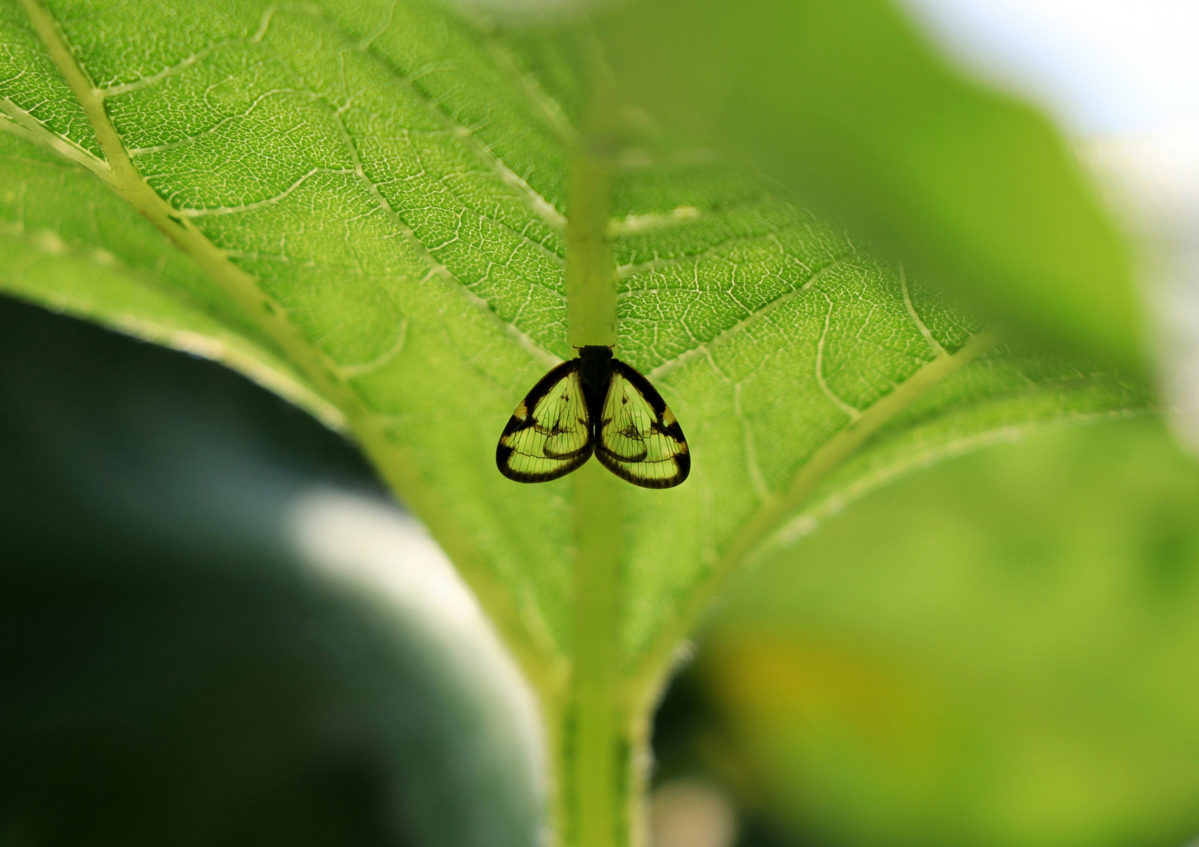 Ein schwarzes, schmetterlingsähnliches Muster ist auf einem grünen Blatt sichtbar