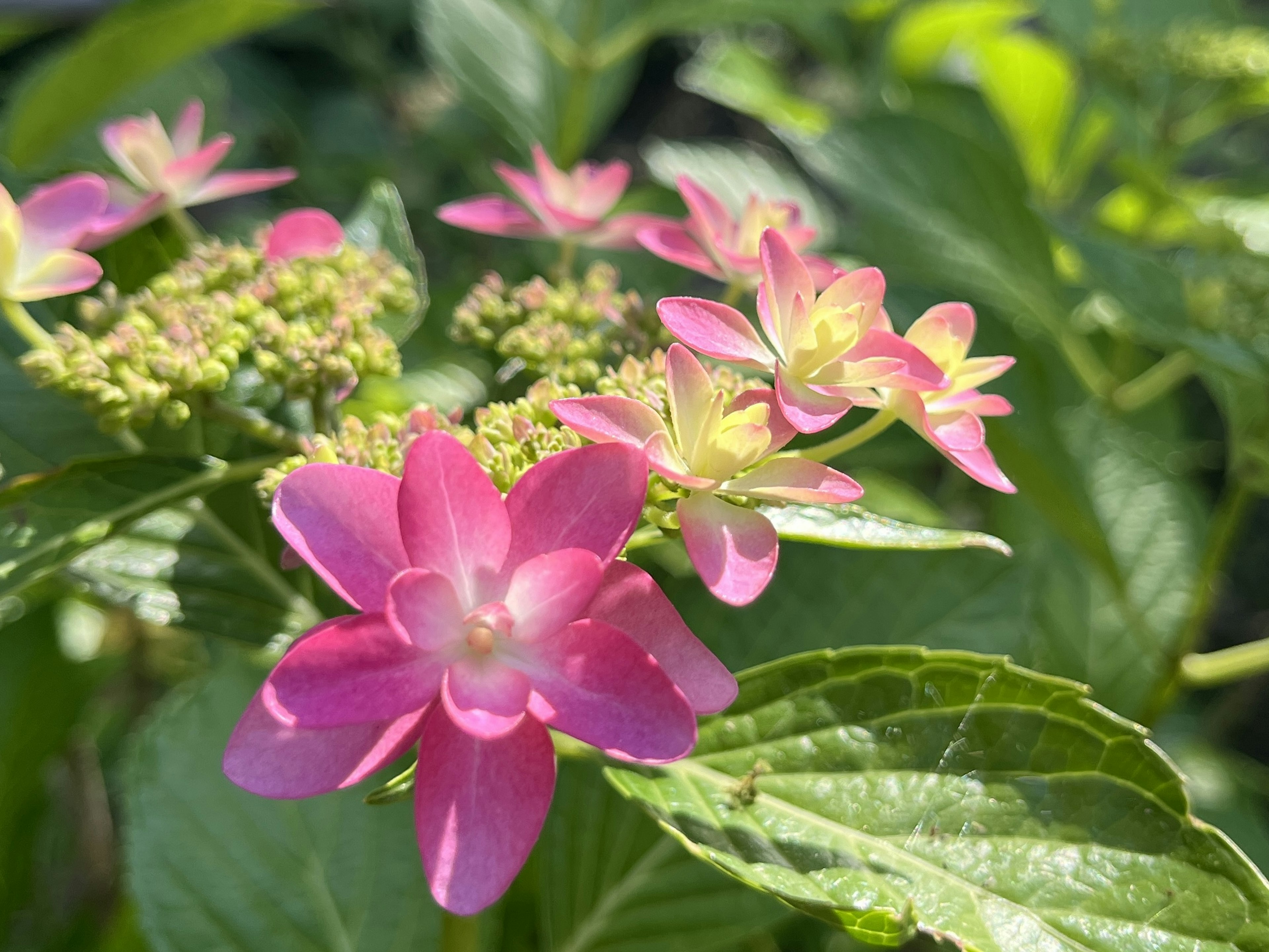 Close-up photo of hydrangeas featuring pink flowers and green leaves