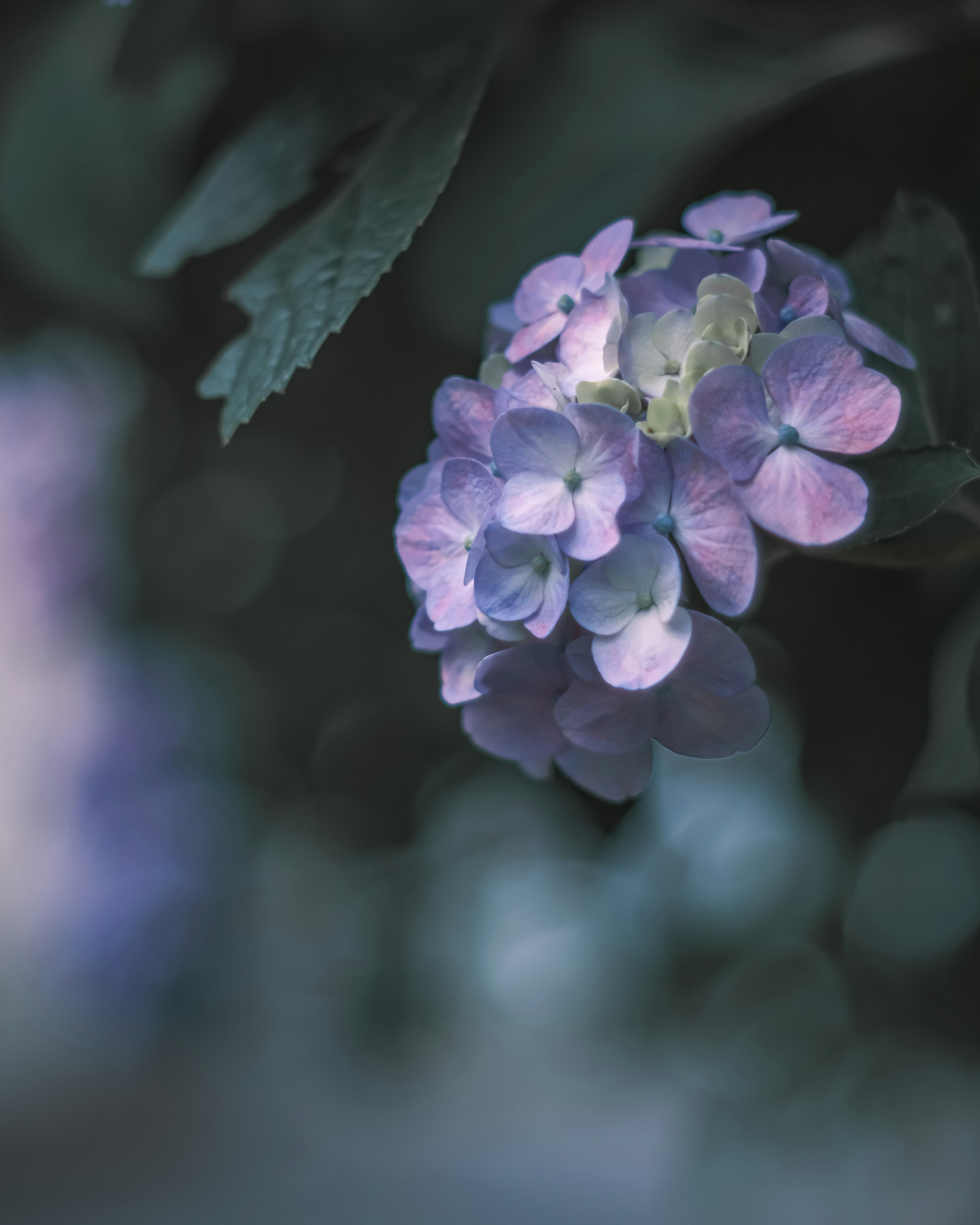 Delicate purple flowers illuminated by soft light