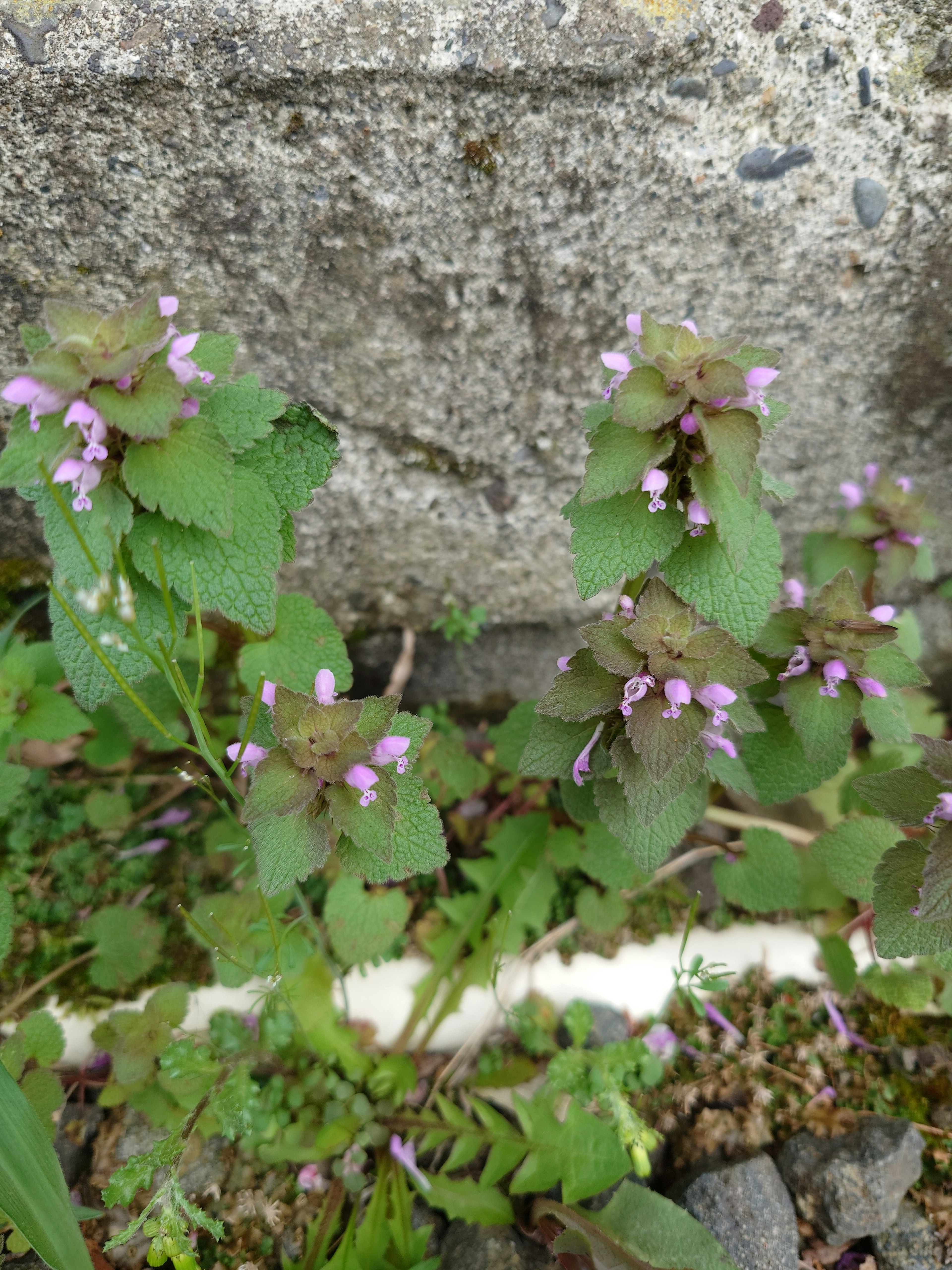 緑の葉と薄紫の花を持つ植物がコンクリートの壁の近くに生えている