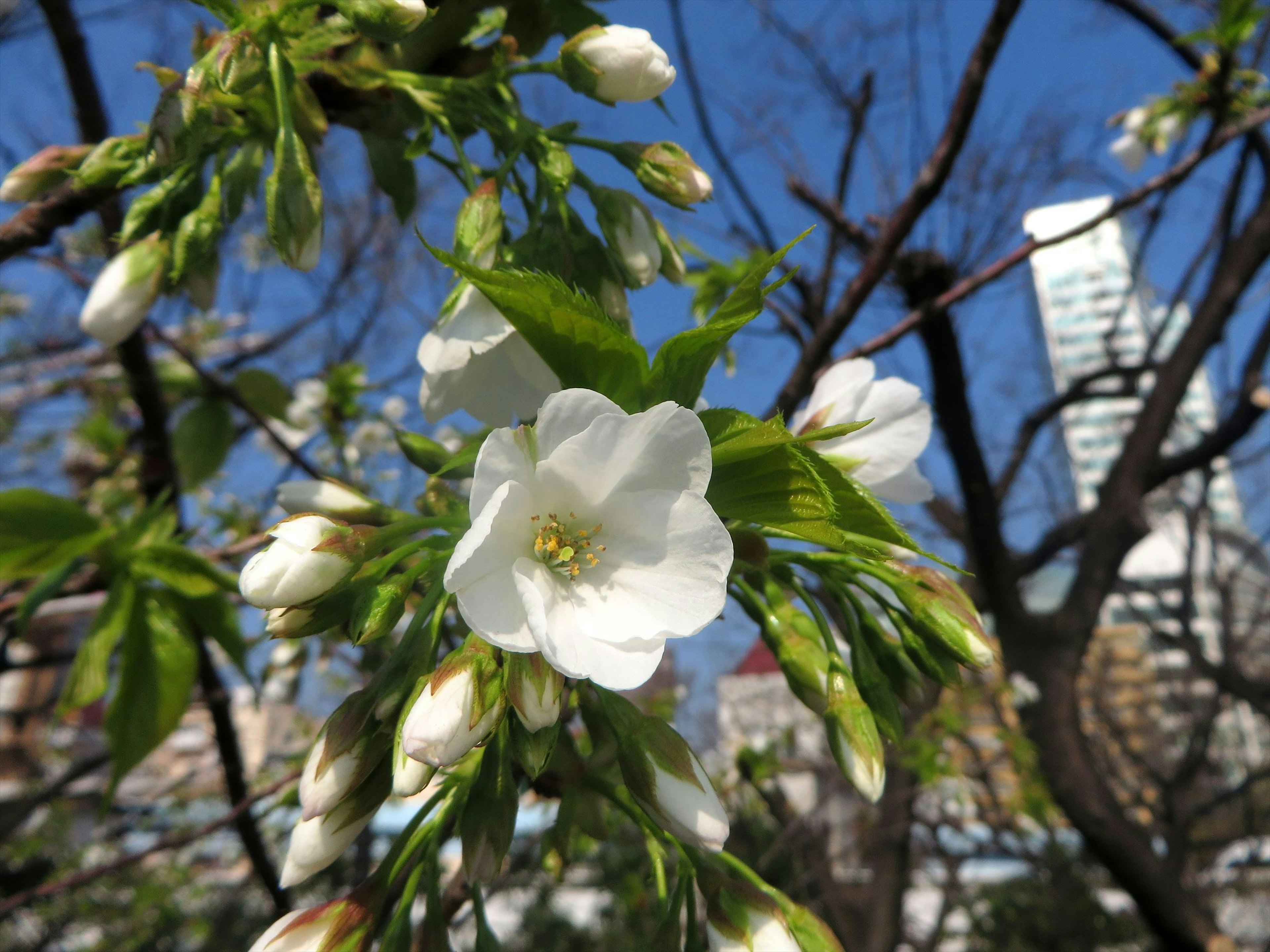 Close-up of cherry blossom branch with white flowers and fresh green leaves