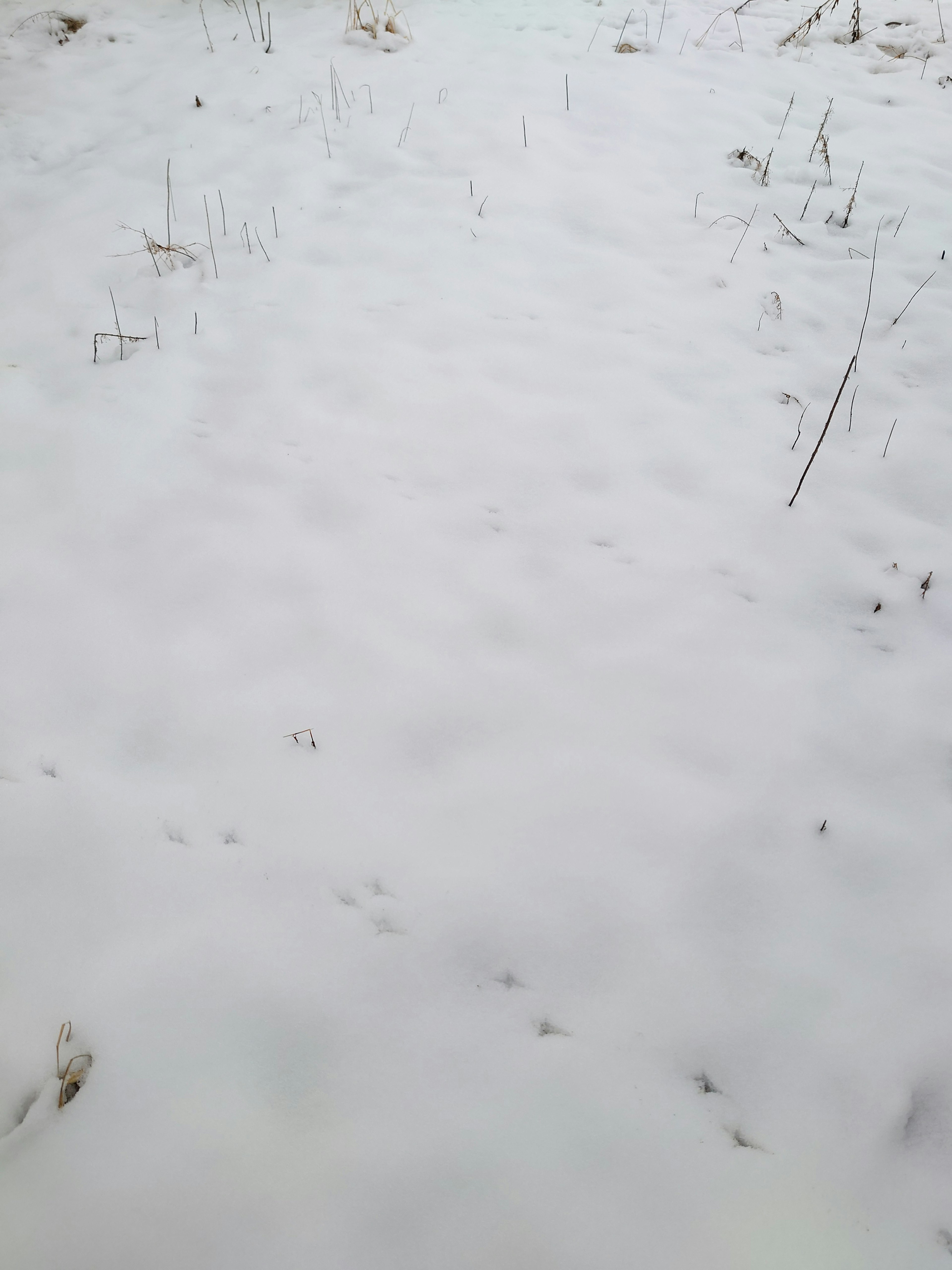 A snowy ground with visible grass and small animal tracks