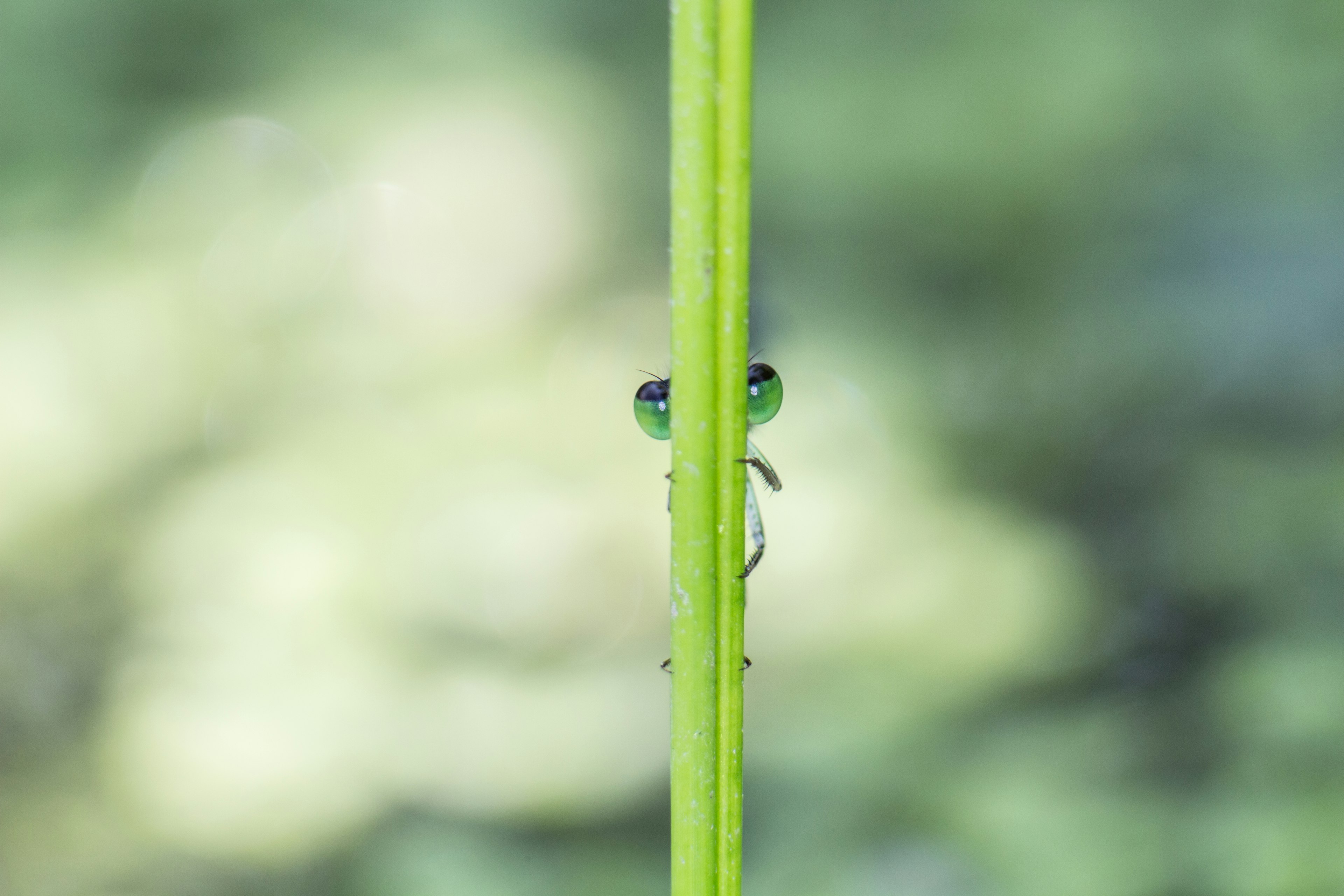 Nahaufnahme eines kleinen Insekts, das zwischen grünen Stängeln hervorschaut