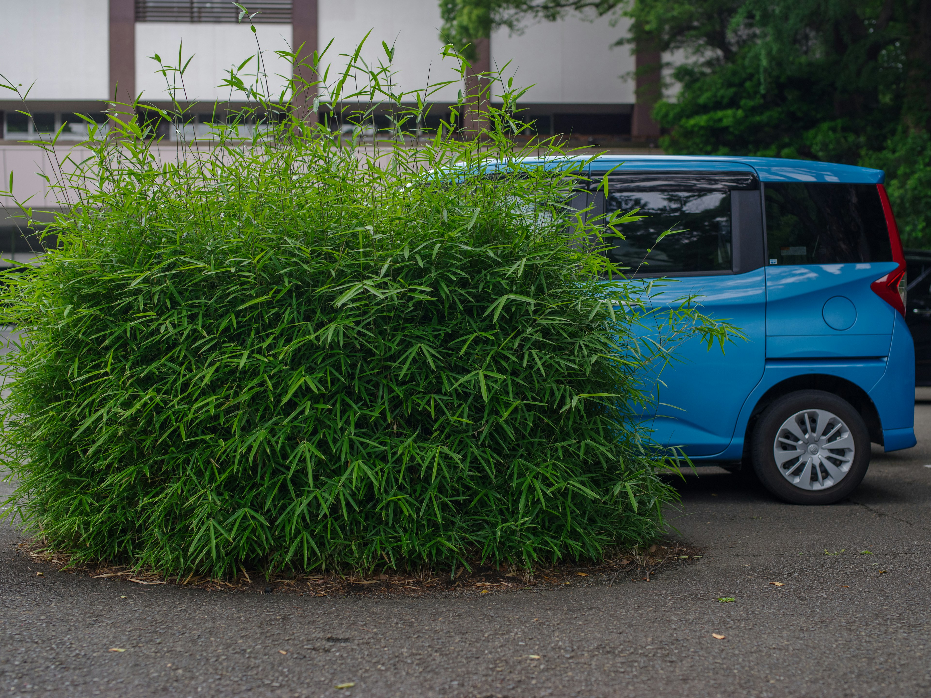 Un coche azul al lado de una planta de bambú verde densa